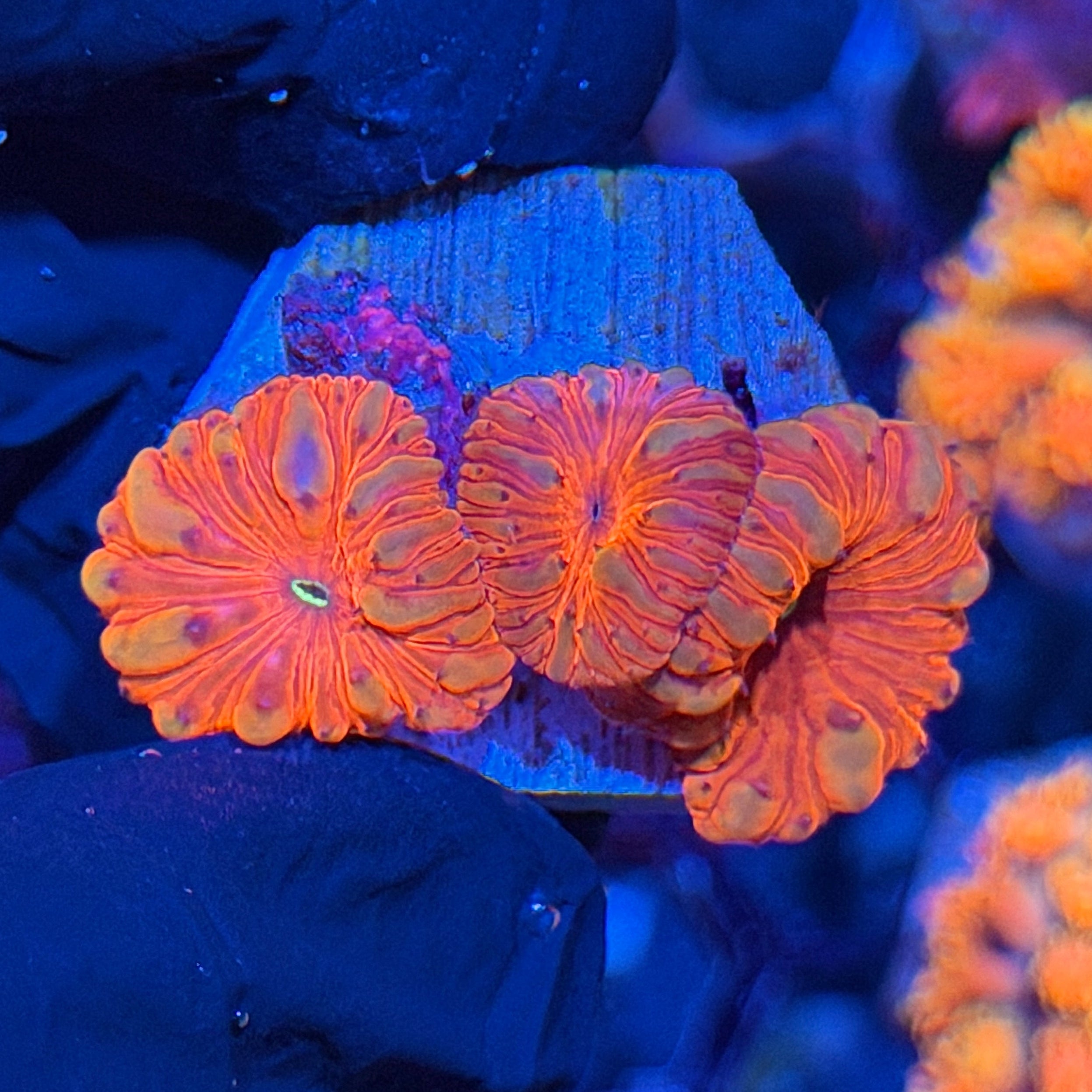 JEA Time Traveller Blastomussa Coral 3 Heads XL 7/26