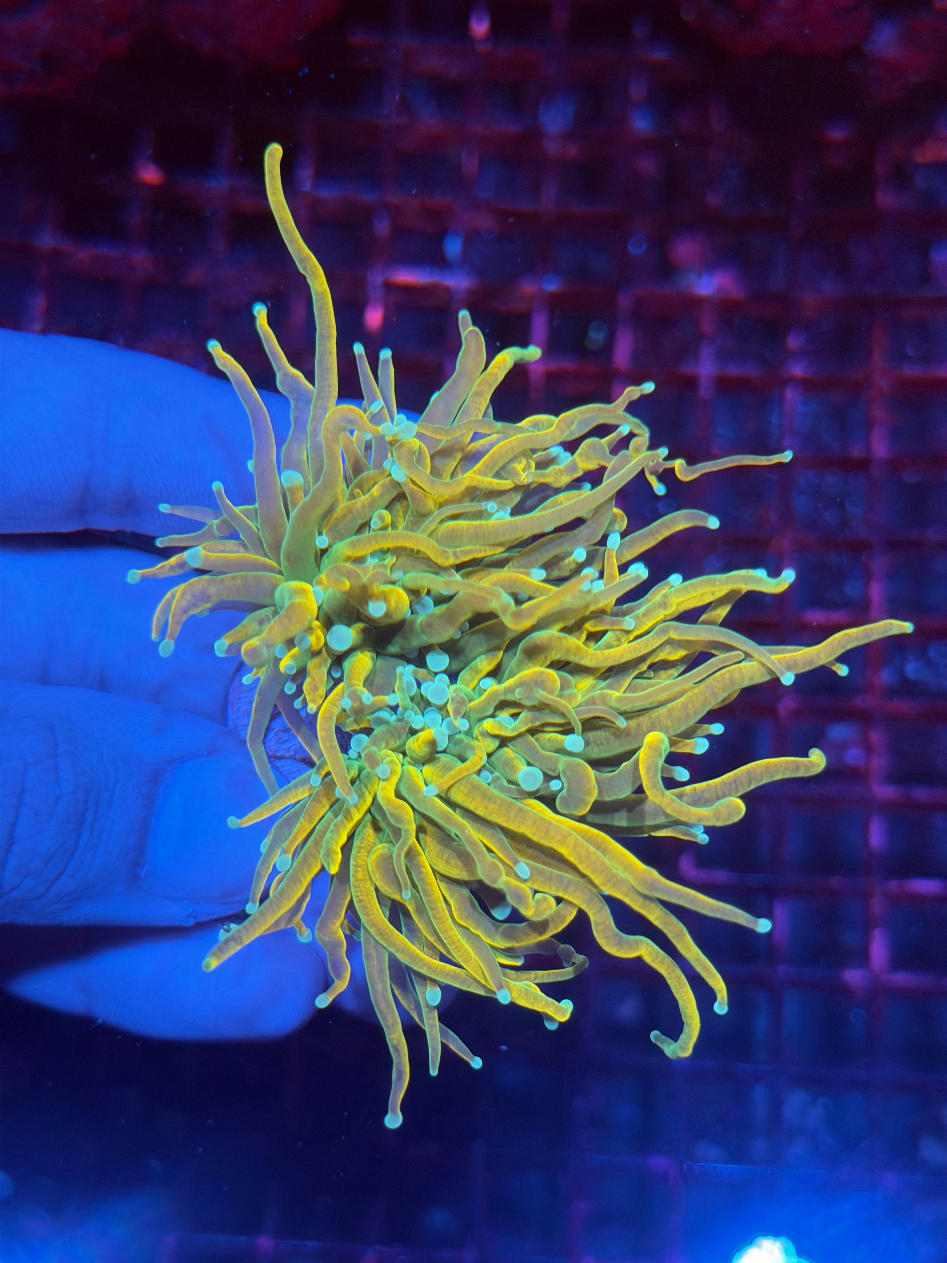 JEA Holy Mac Grail Torch Coral 2 Heads XL 11/28