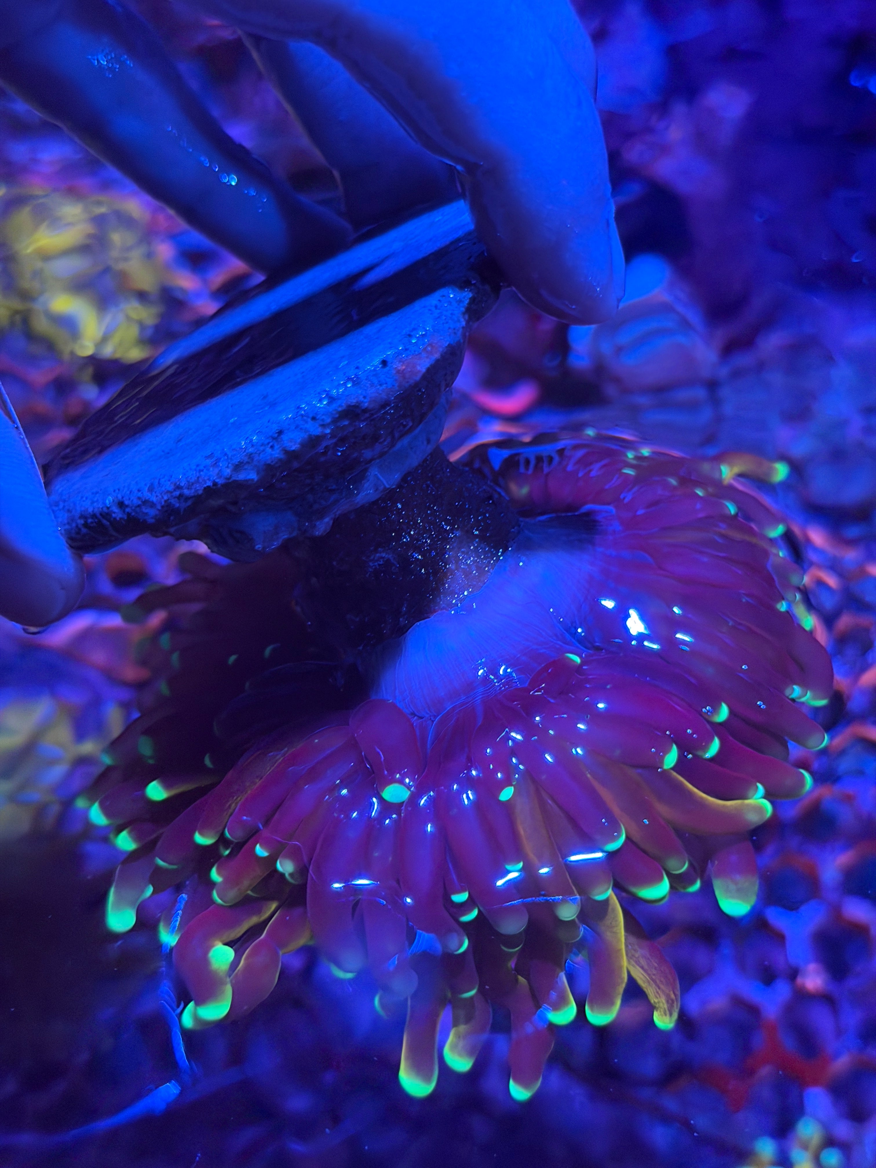 JEA Fat Stalk Tiger Torch Coral Grafted XXXL Show Piece 4/2