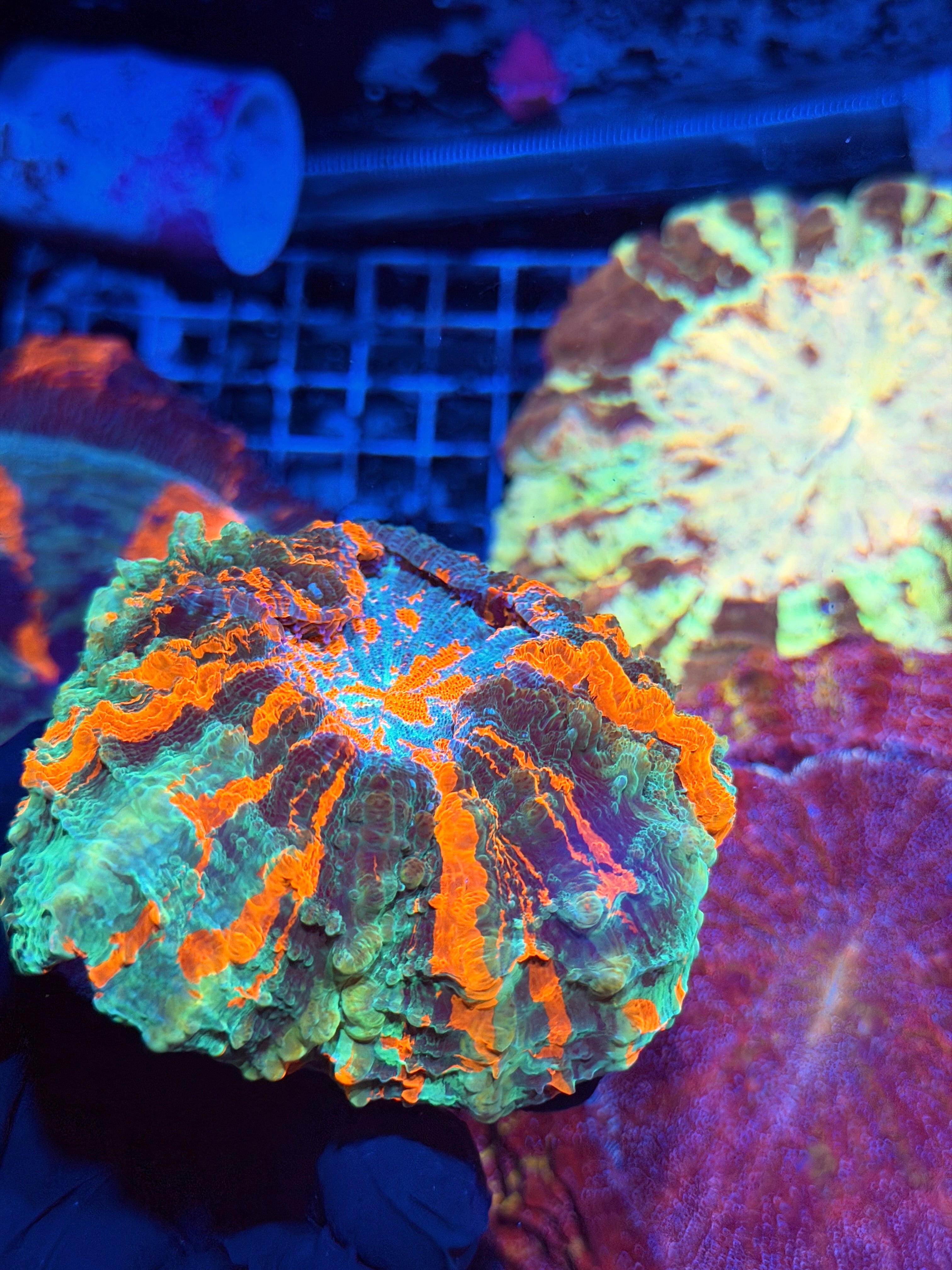 Master Striped Acanthophyllia Meat Coral
