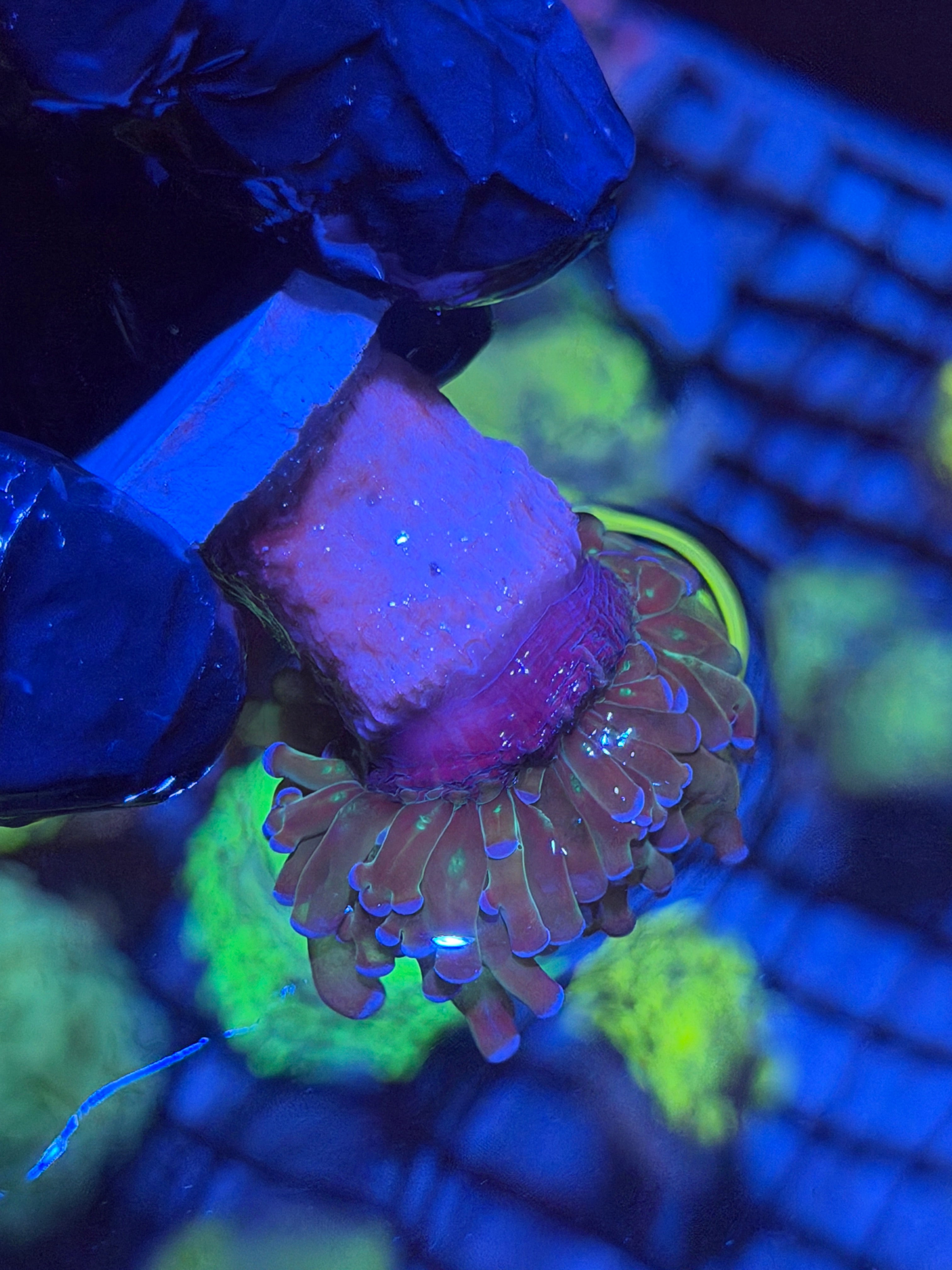 Grafted Frogspawn Coral 1 XL Head 12/1