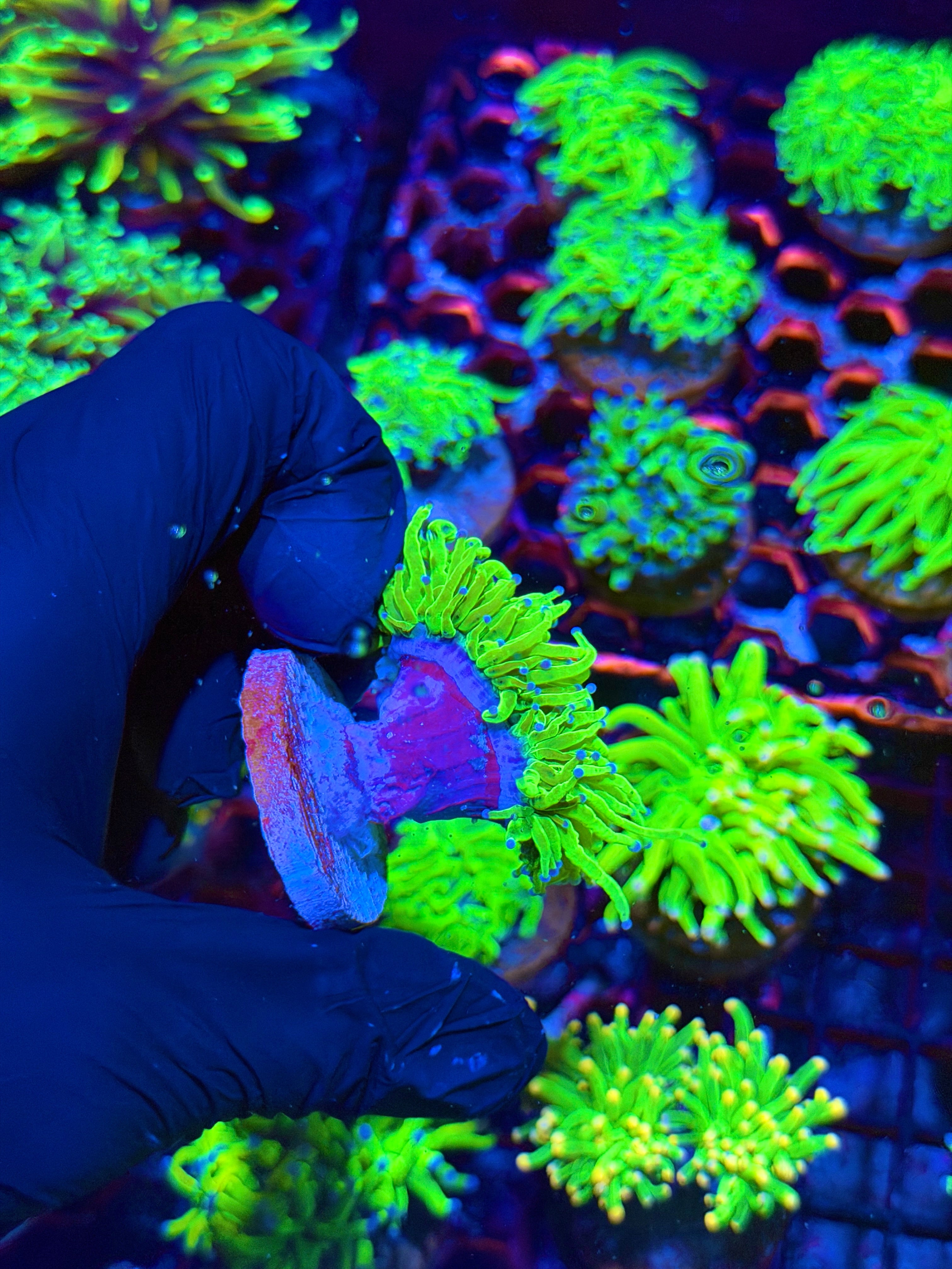 JEA Todd’s Torch Coral 2Head Splitting 8/28