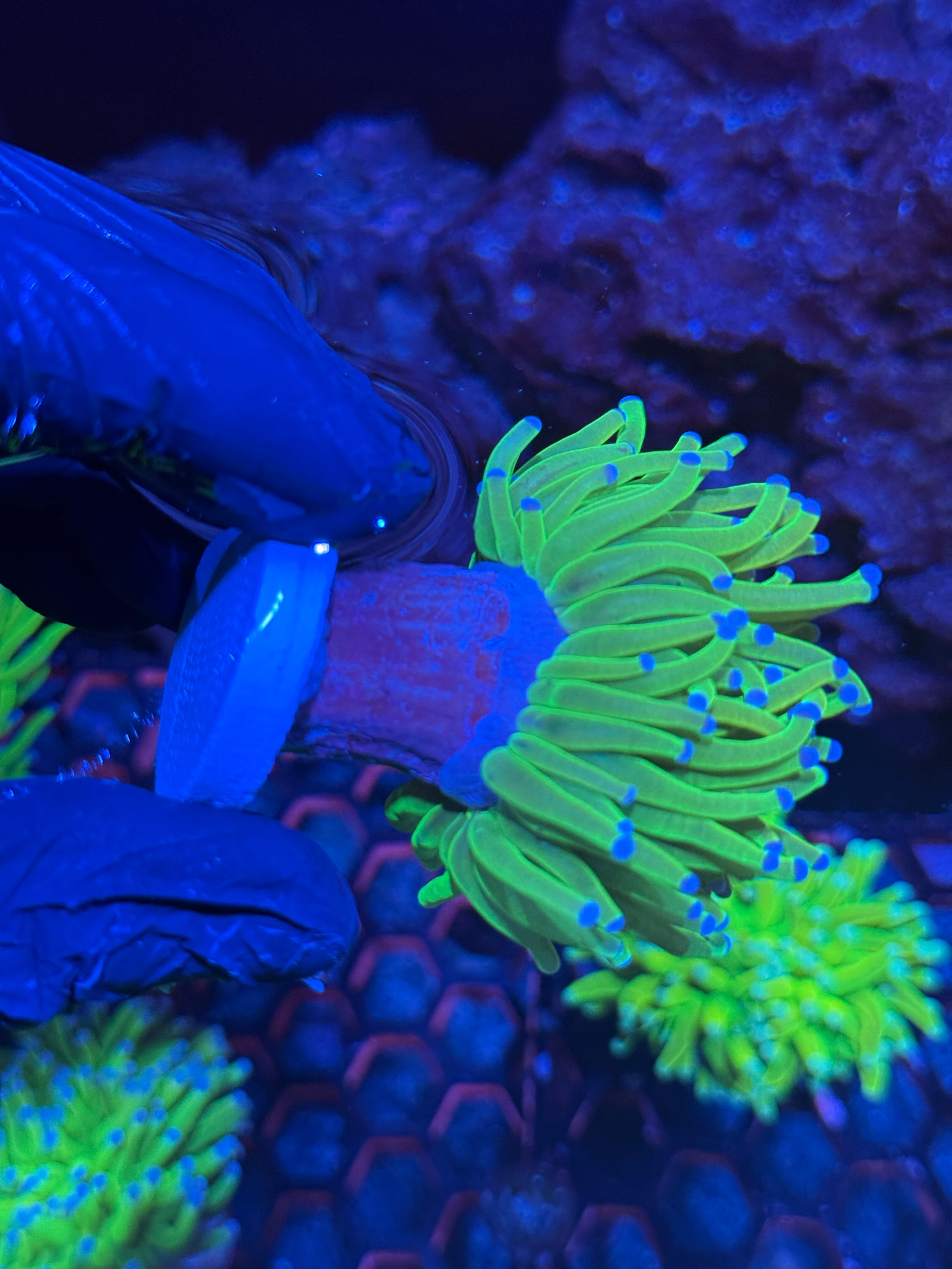 JEA Drama Queen Holy Grail Torch Coral 1 XL HEADS