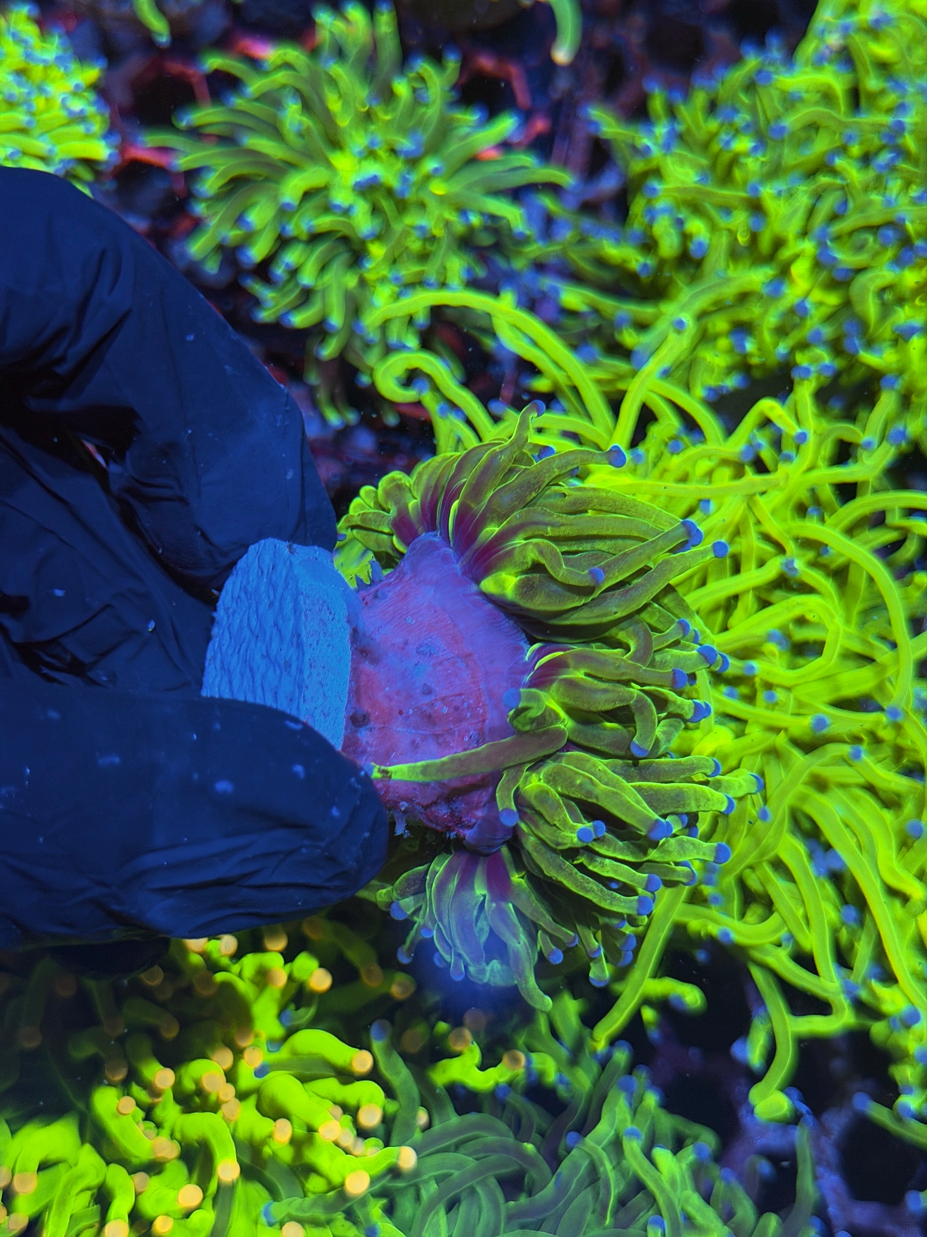 JEA Grafted Holy Grail Torch Coral 1 Heads Splitting XL