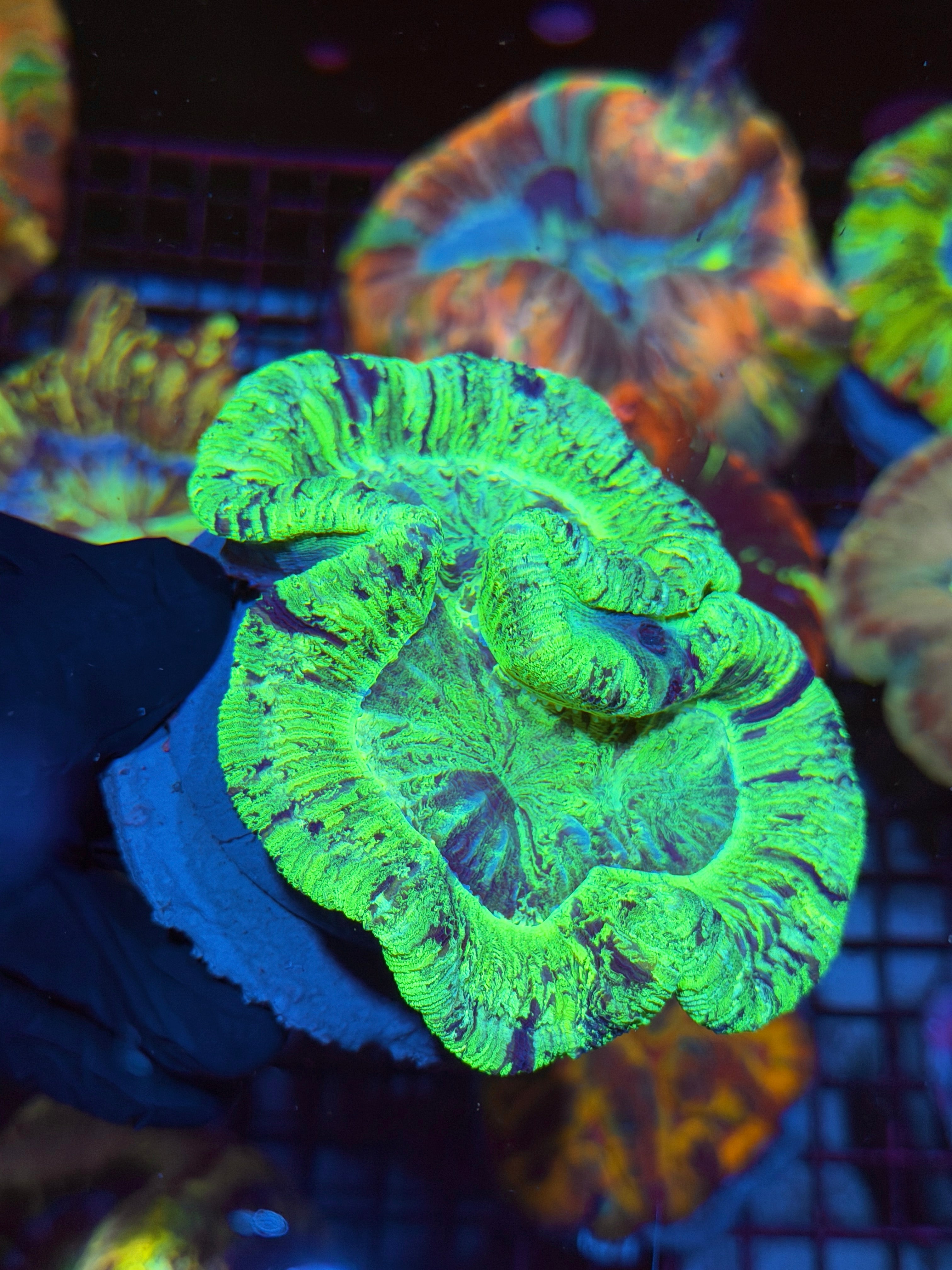 Bright Green Trachyphyllia Meat Coral XL 2/25