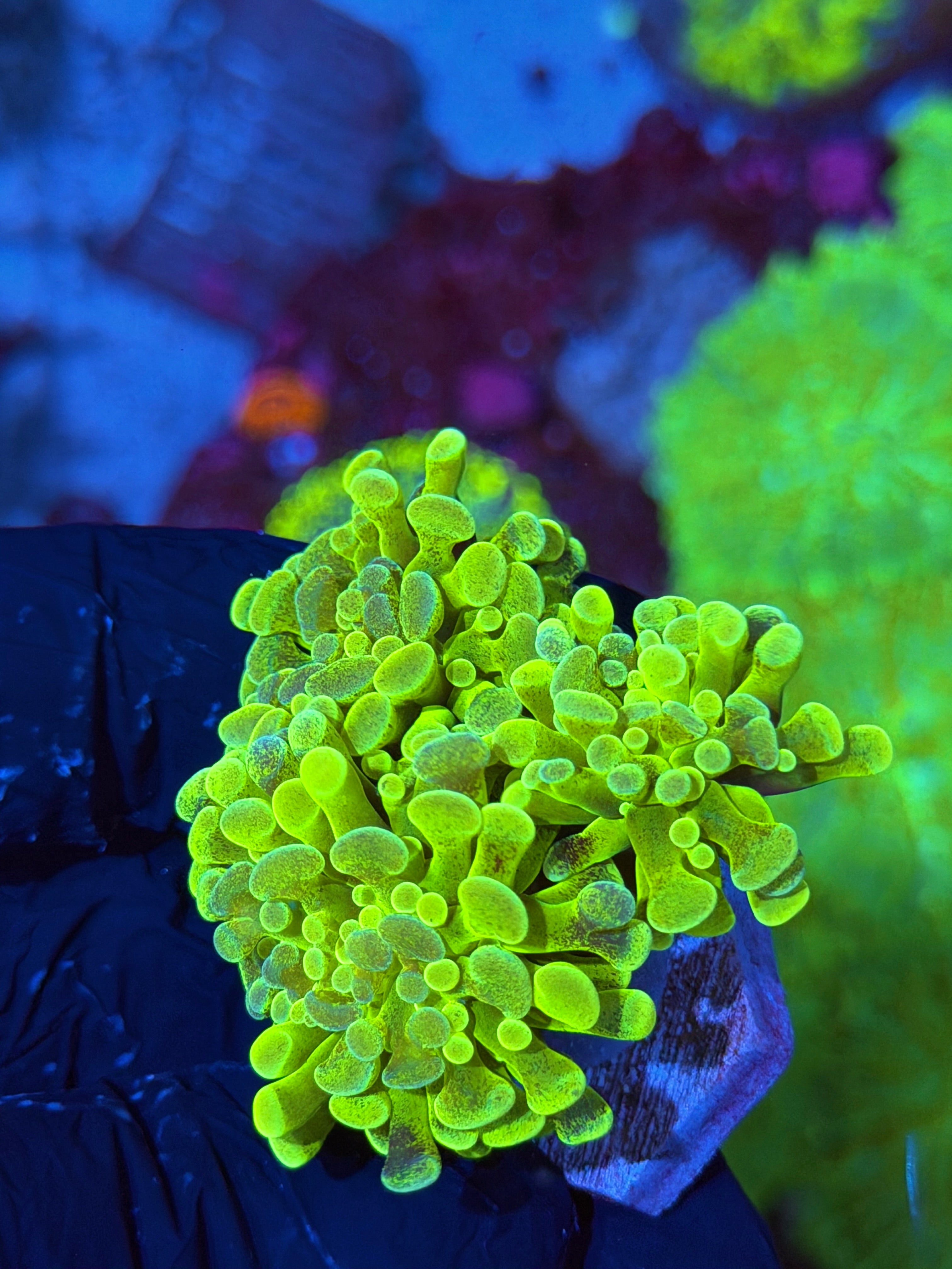 JEA Pixie Dust Hammer Coral 3 Heads XXL