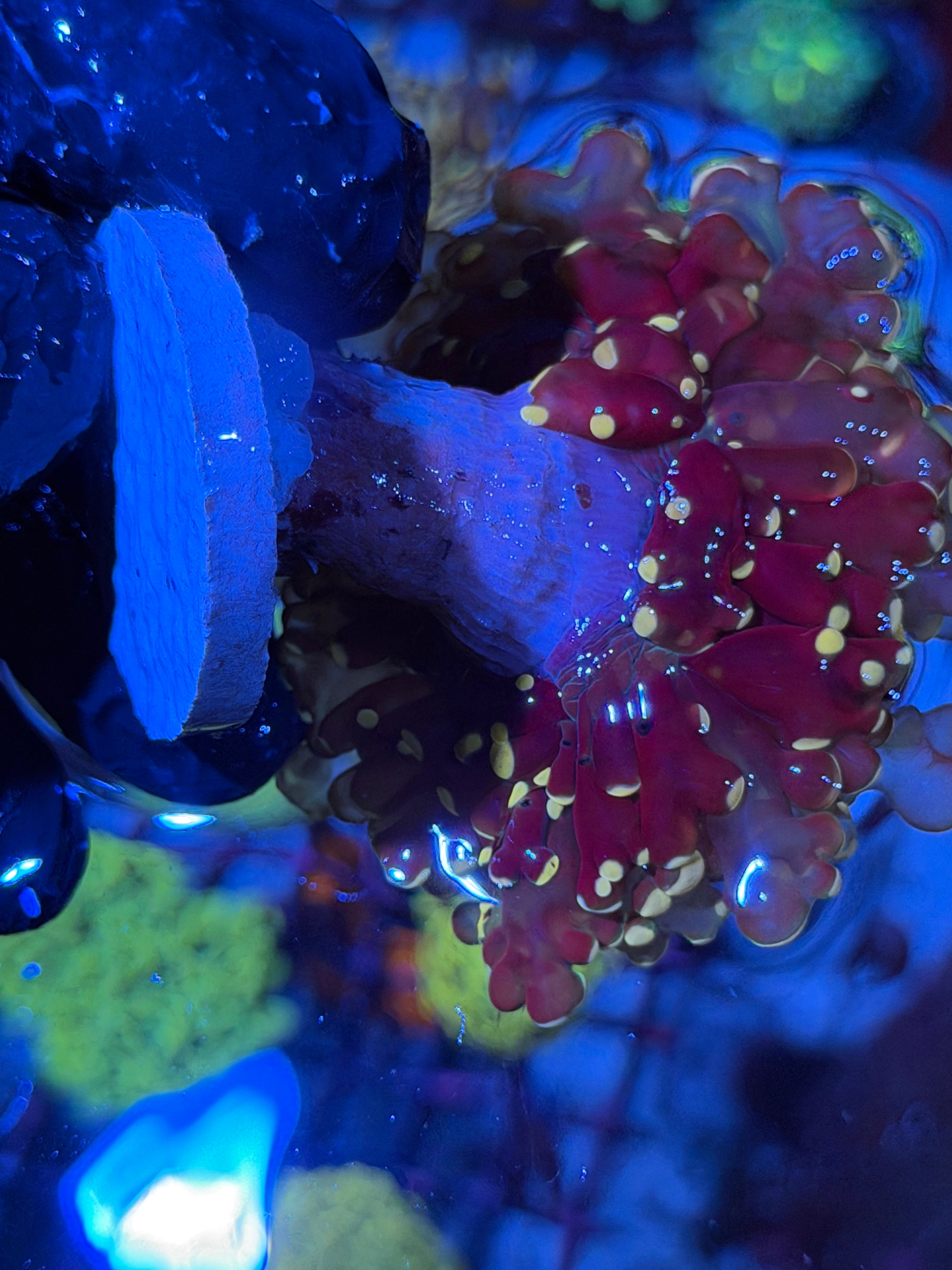 JEA Princess Peach Frogspawn Coral 1 XXl Head Splitting