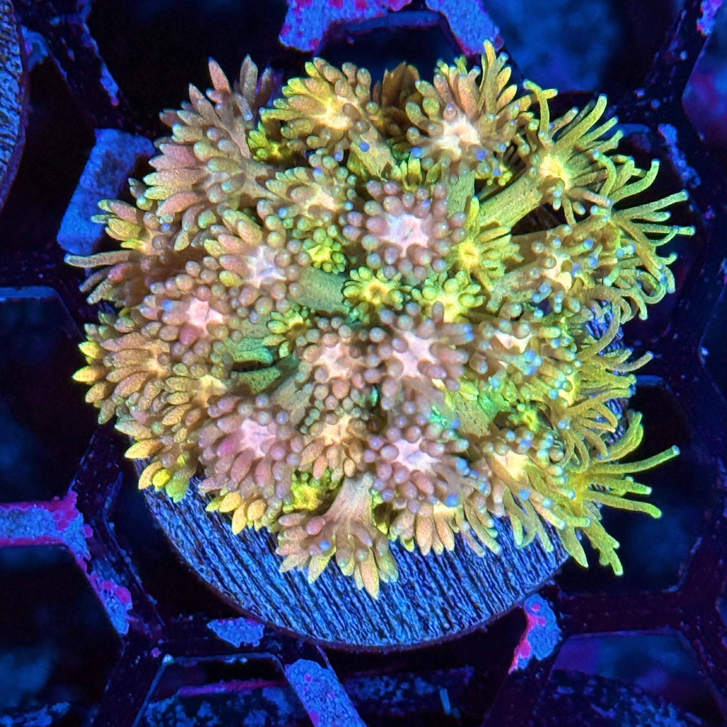 JEA Rainbow Sprinkles Goniopora Coral XL Frag