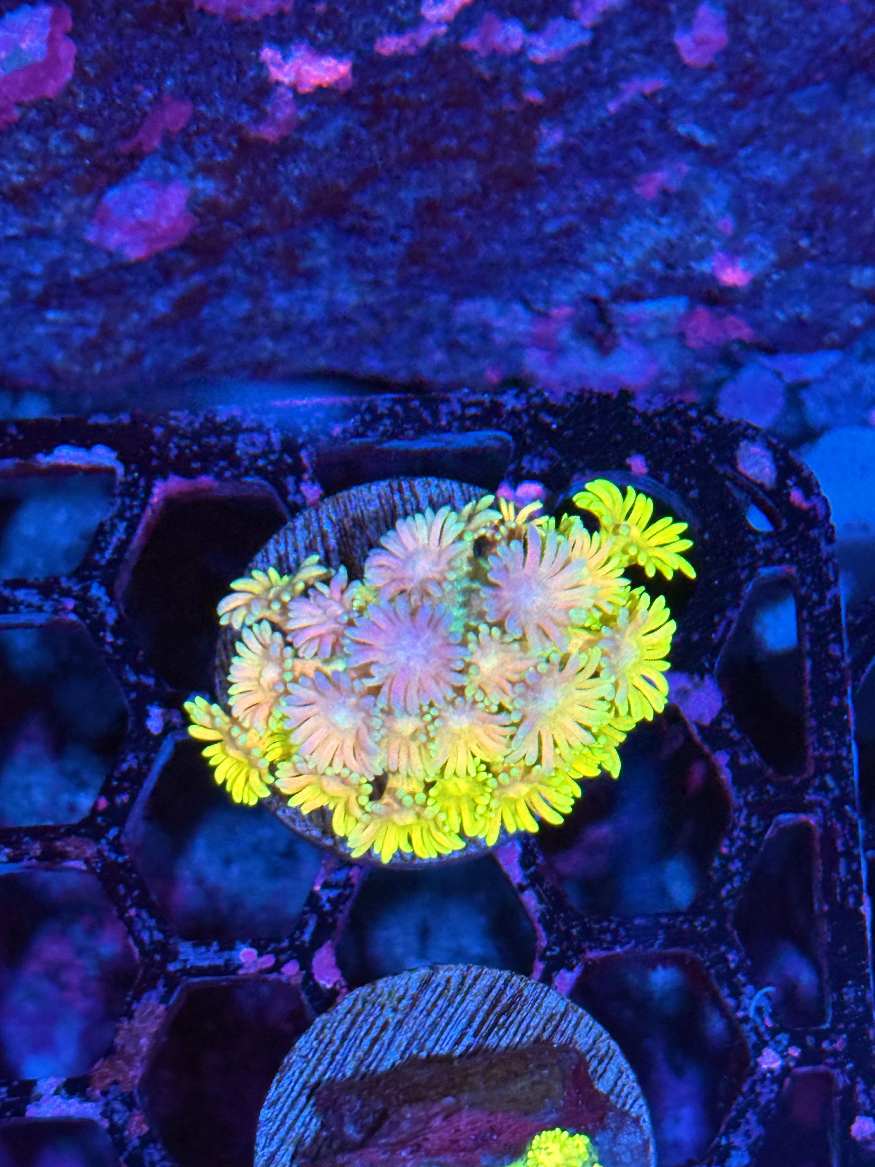 JEA Rainbow Daiquiri Goniopora Coral