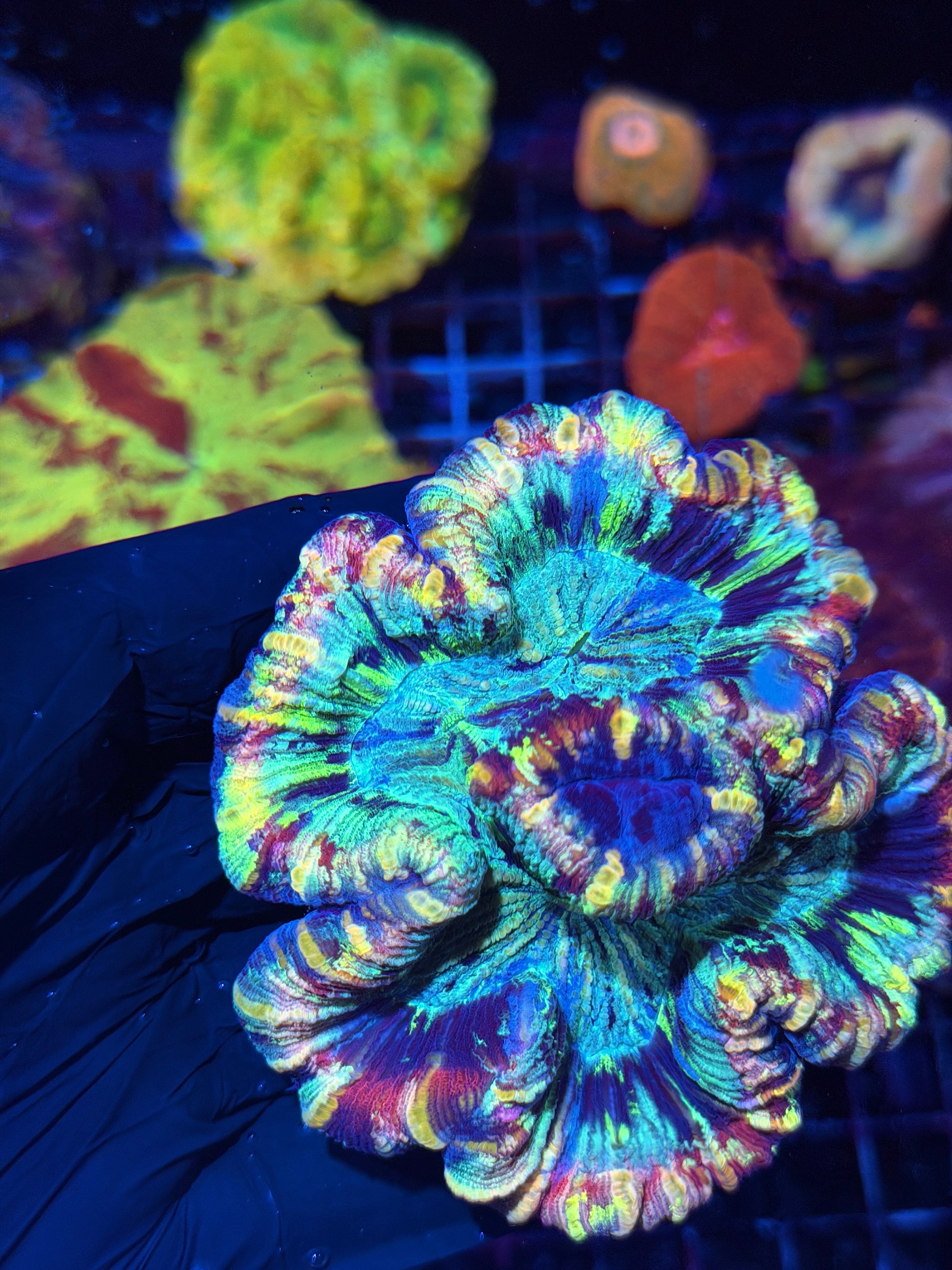 Striped Rainbow Trachyphyllia Meat Coral XL Show Piece
