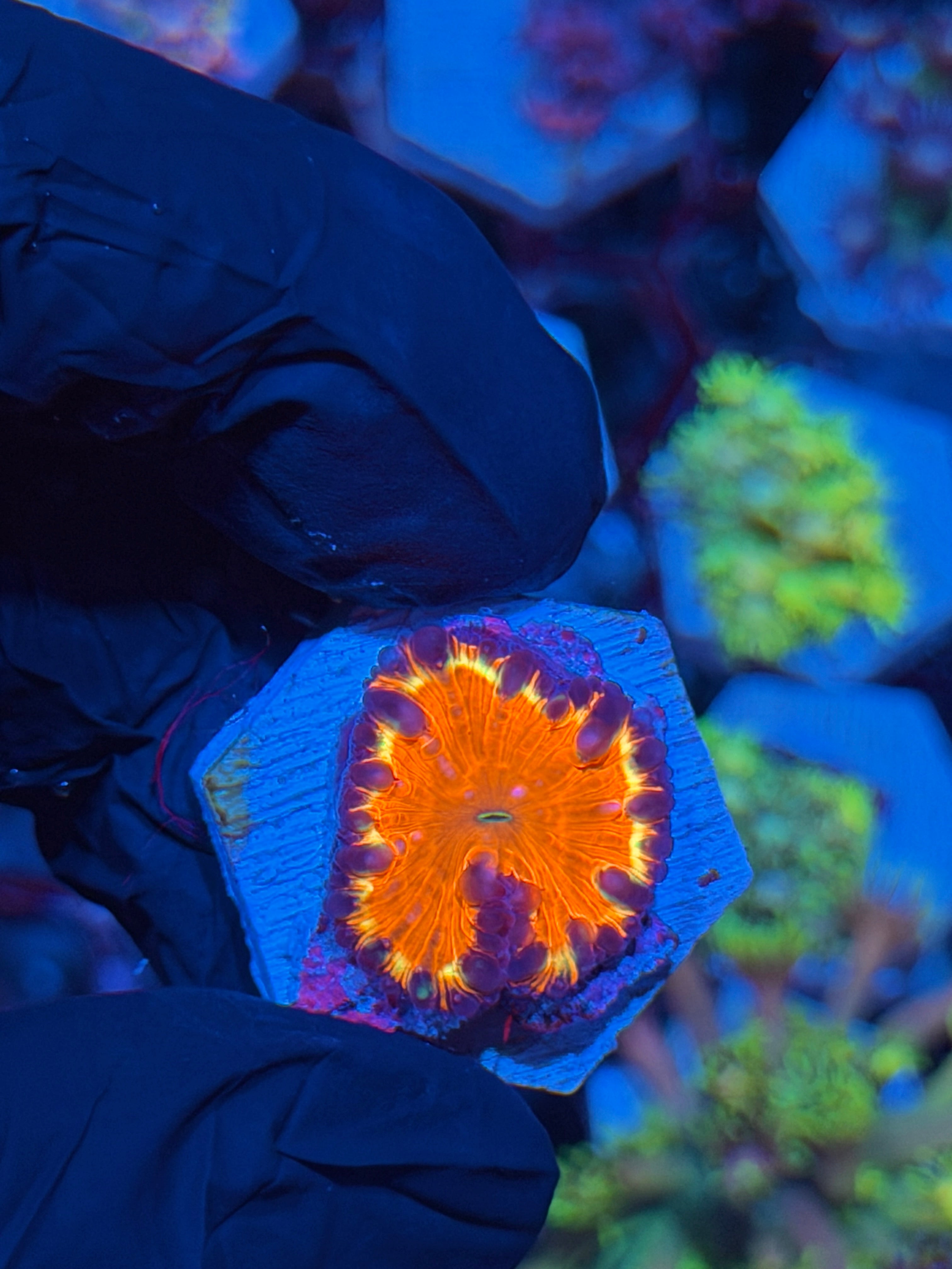 JEA Riot Blaster Blastomussa Coral 1 XL Head *New Release*