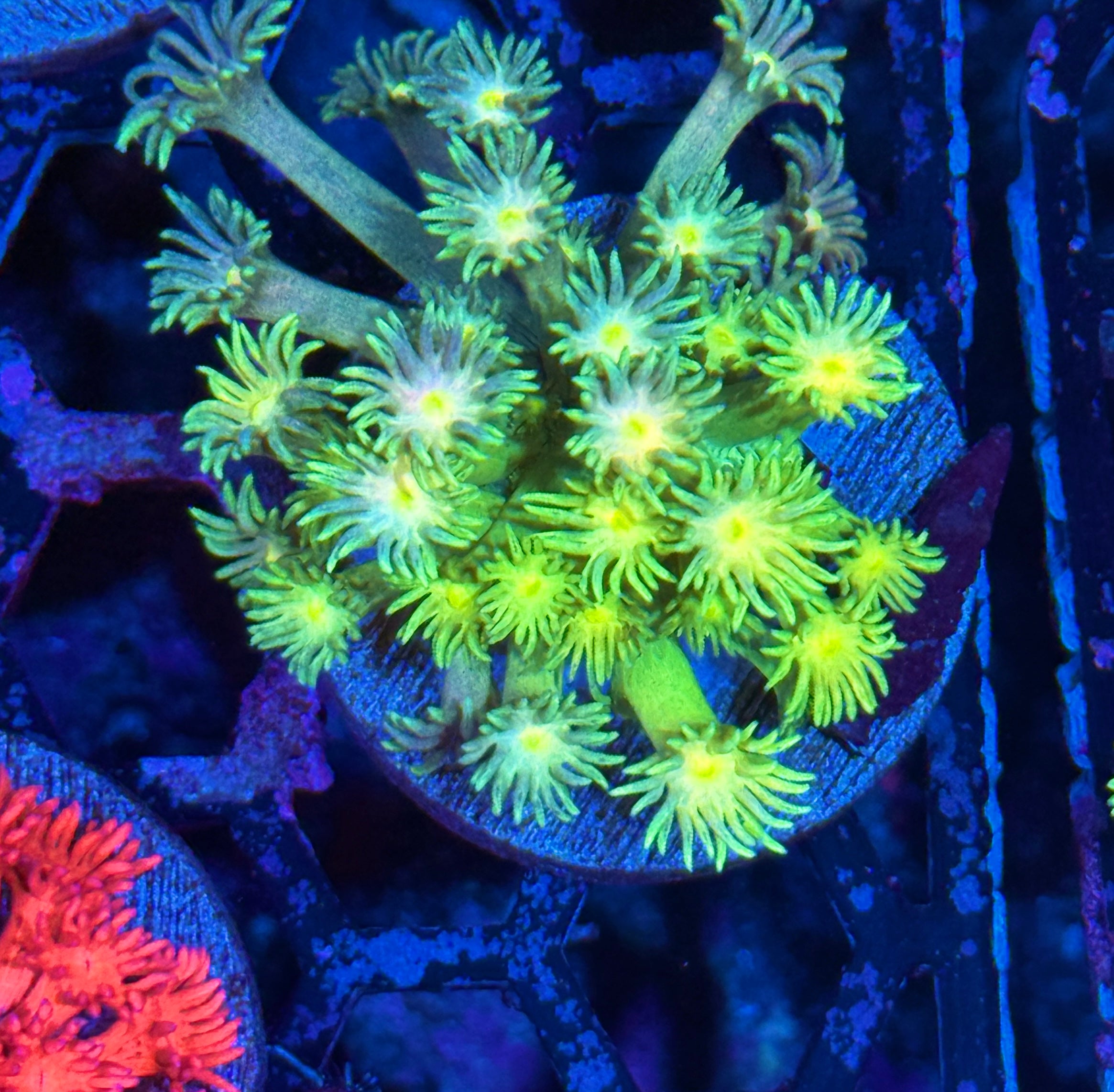JEA Sunshine Goniopora Coral XL 7/2