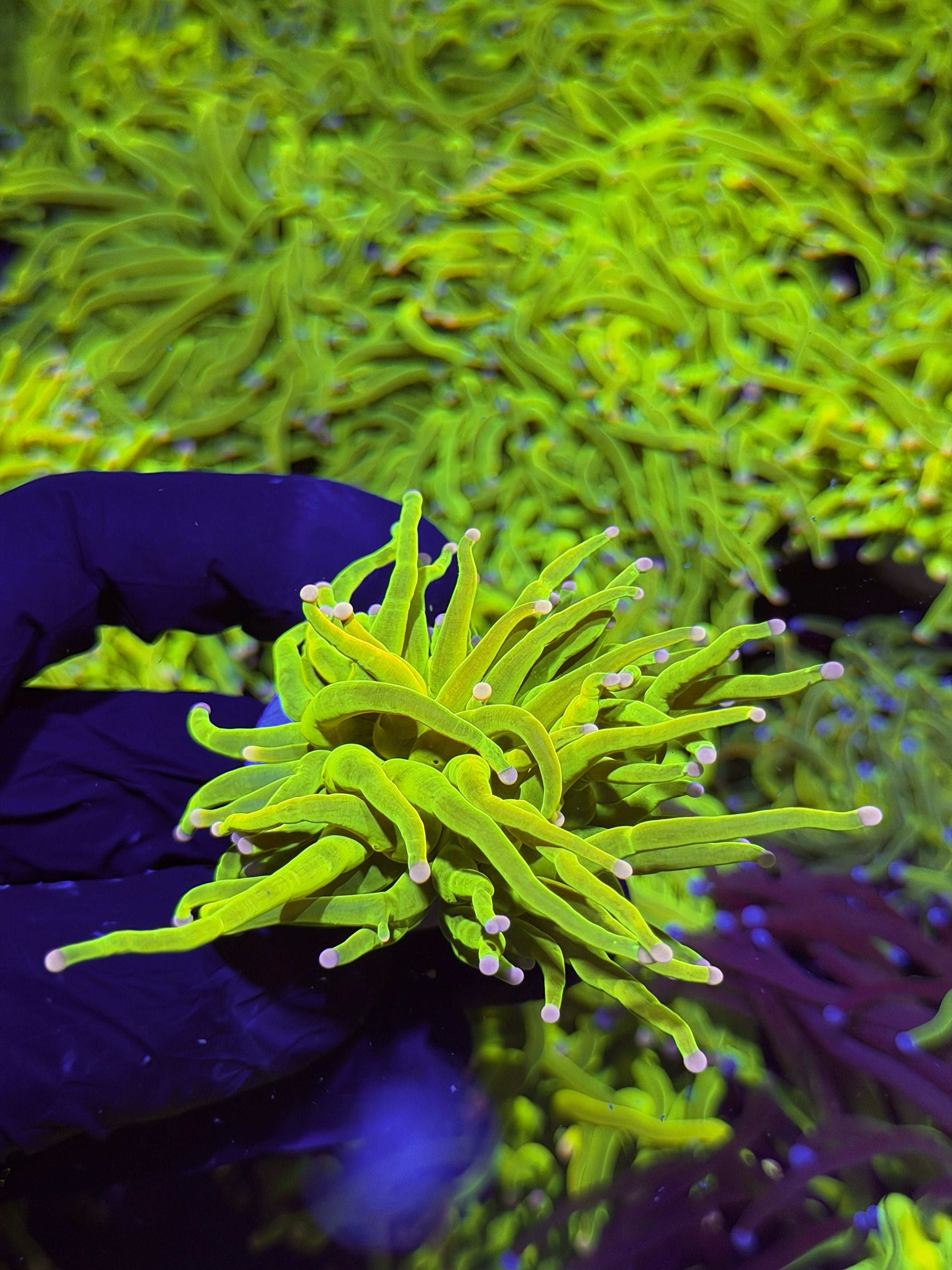 JEA Care Bears Holy Grail Torch Coral ( Pink Tips )