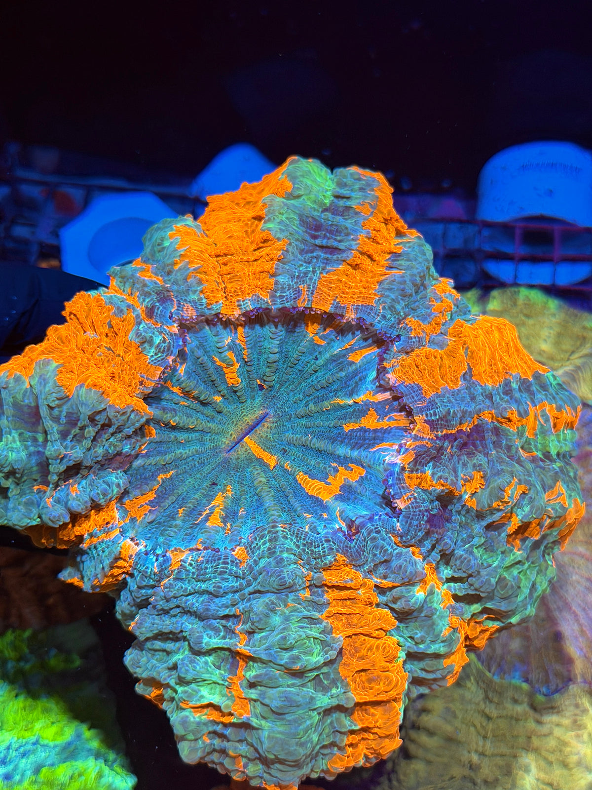 Rainbow Acanthophyllia Meat CoRAL XL Show Piece 9/22