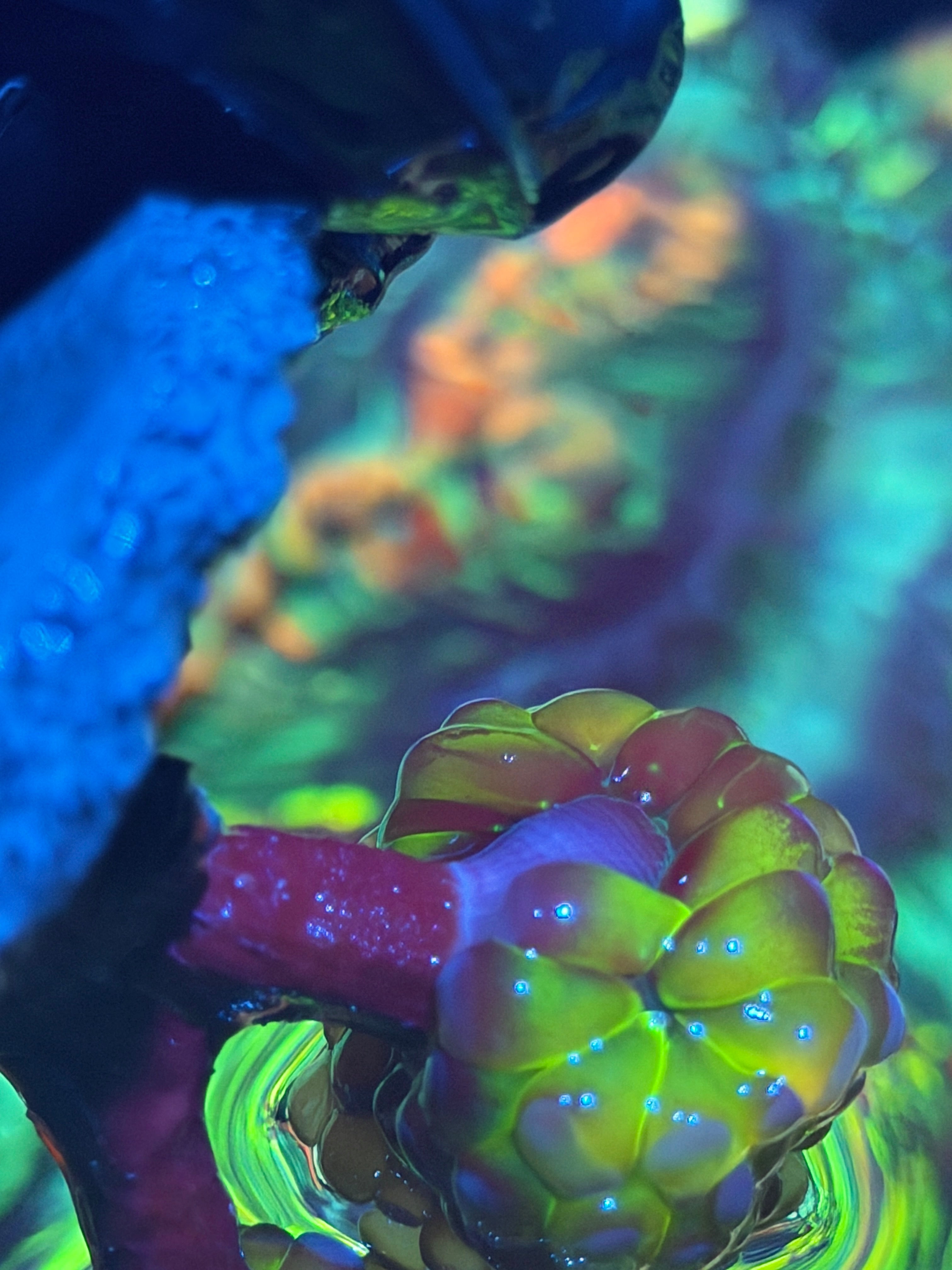 JEA Laser Beam Hammer Coral Insanely Bright XL *New Release* 8/29