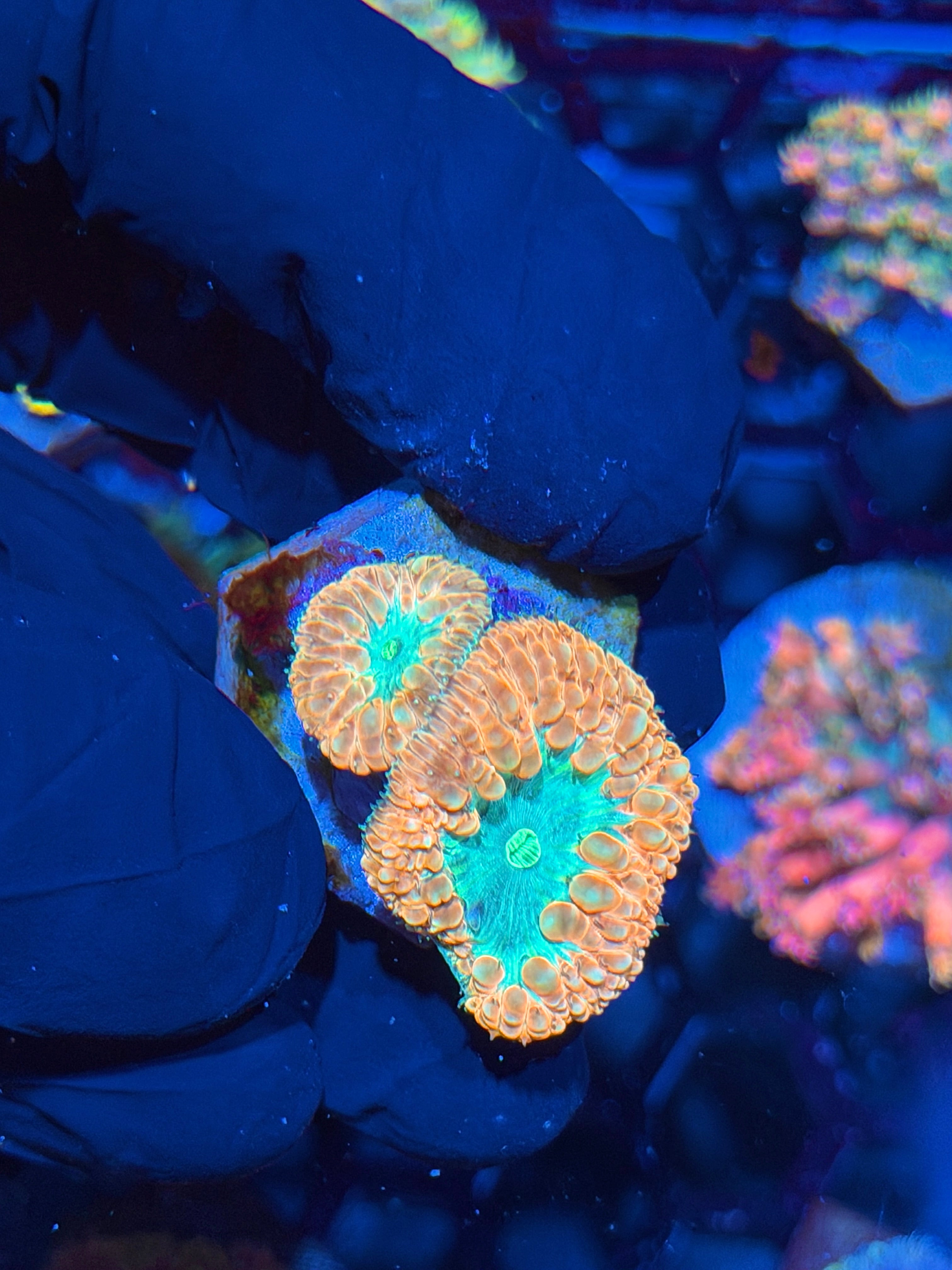 JEA Creamsicle Blastomussa Coral 2 Heads 6/3