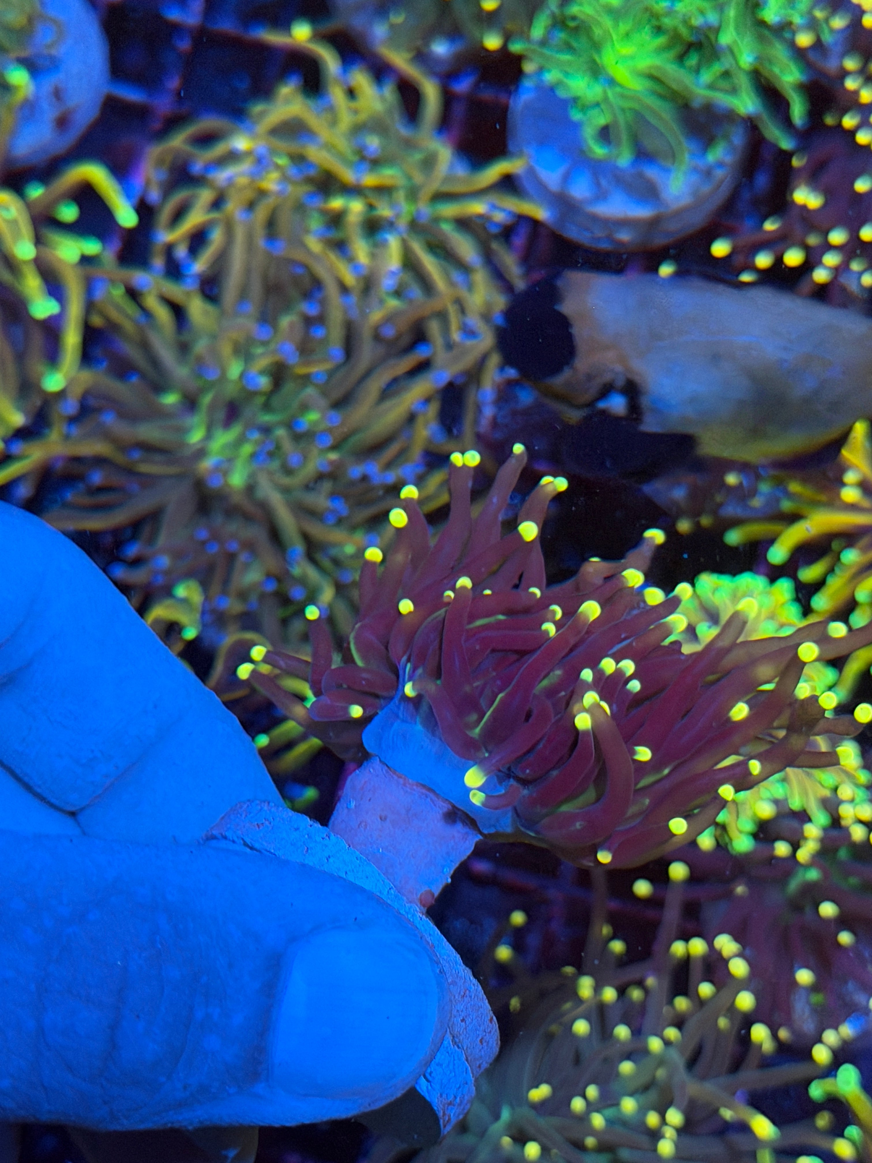 JEA Joker Torch Coral 1 Heads Splitting XL