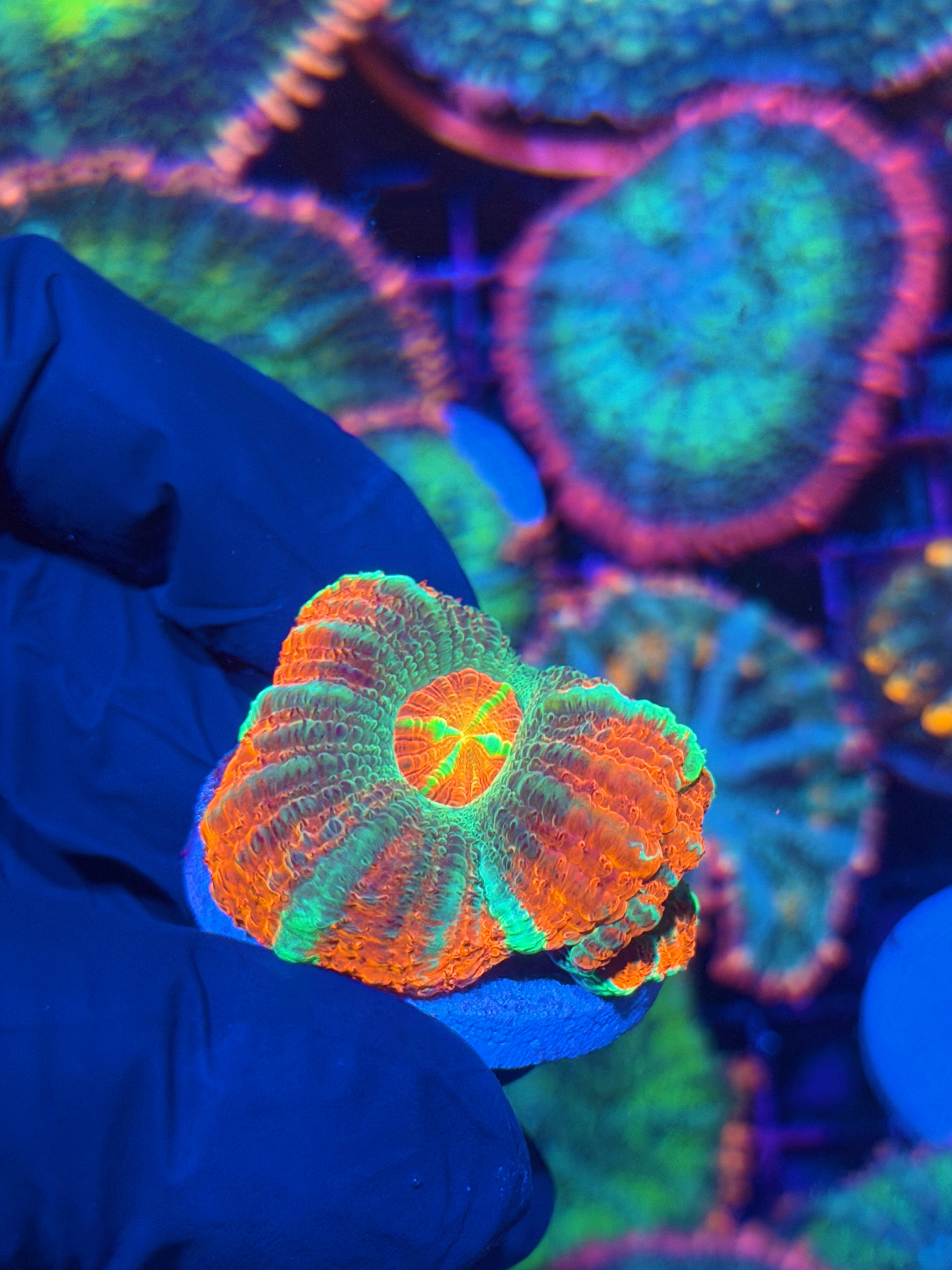 JEA Rocket Pop Asian Acans Coral 2 XL Heads *Last Frag* 12/1