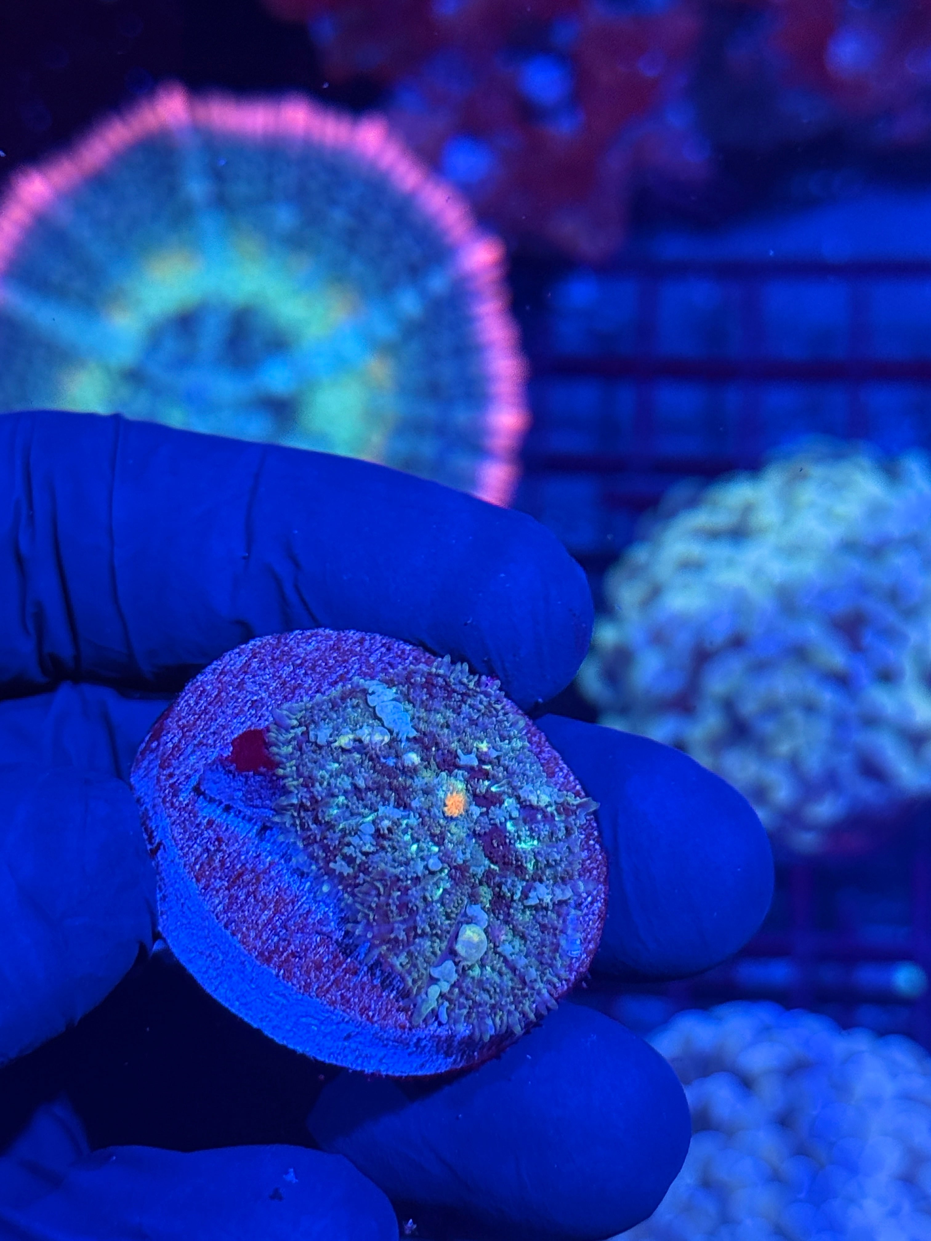 JEA Godspawn Bounce Mushroom Coral