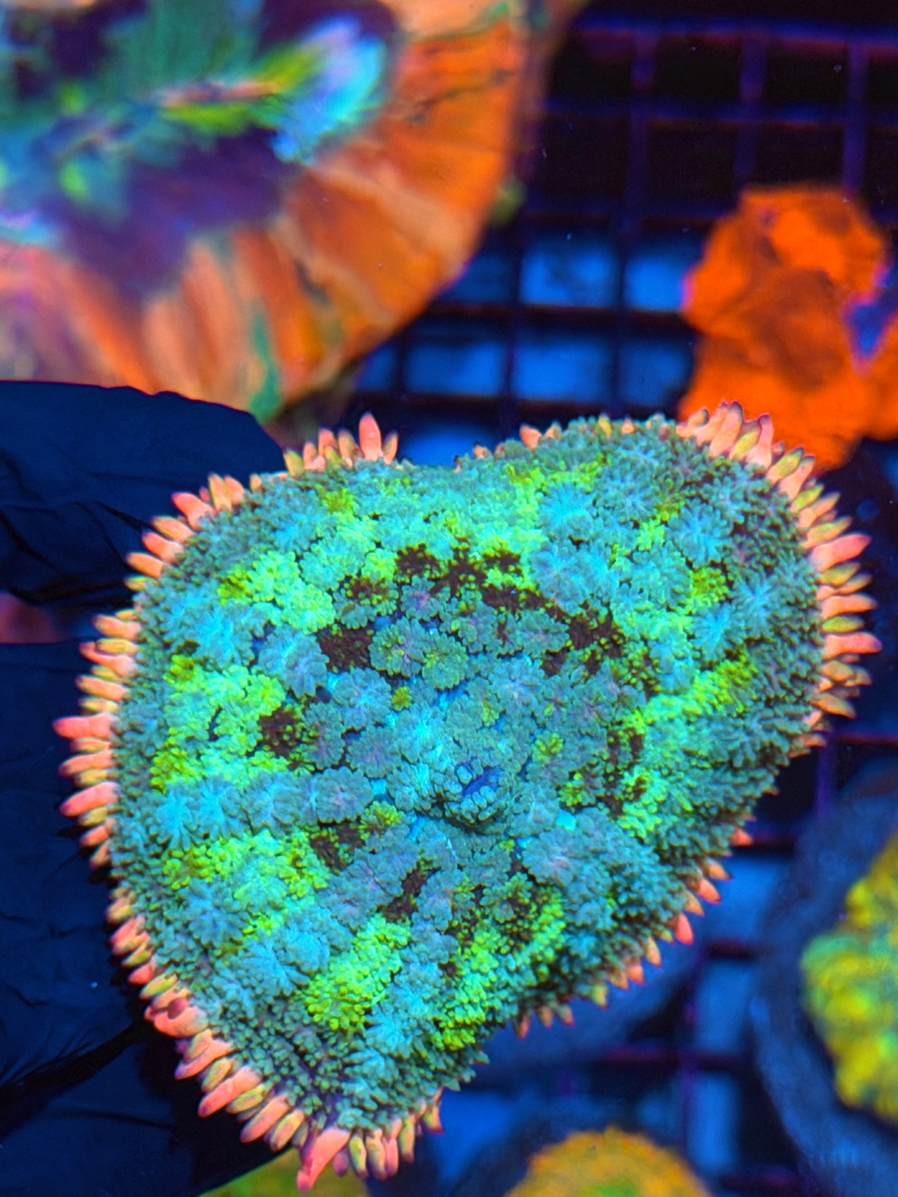 JEA Frankie’s Bride Mushroom Coral XL 2.5” 2/25