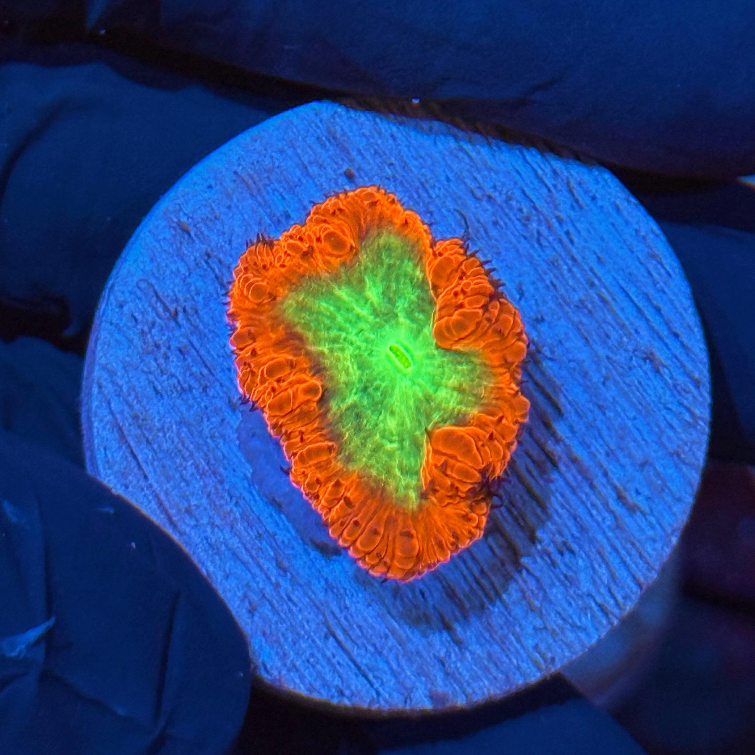 JEA Shazam Blastomussa Coral 10/12