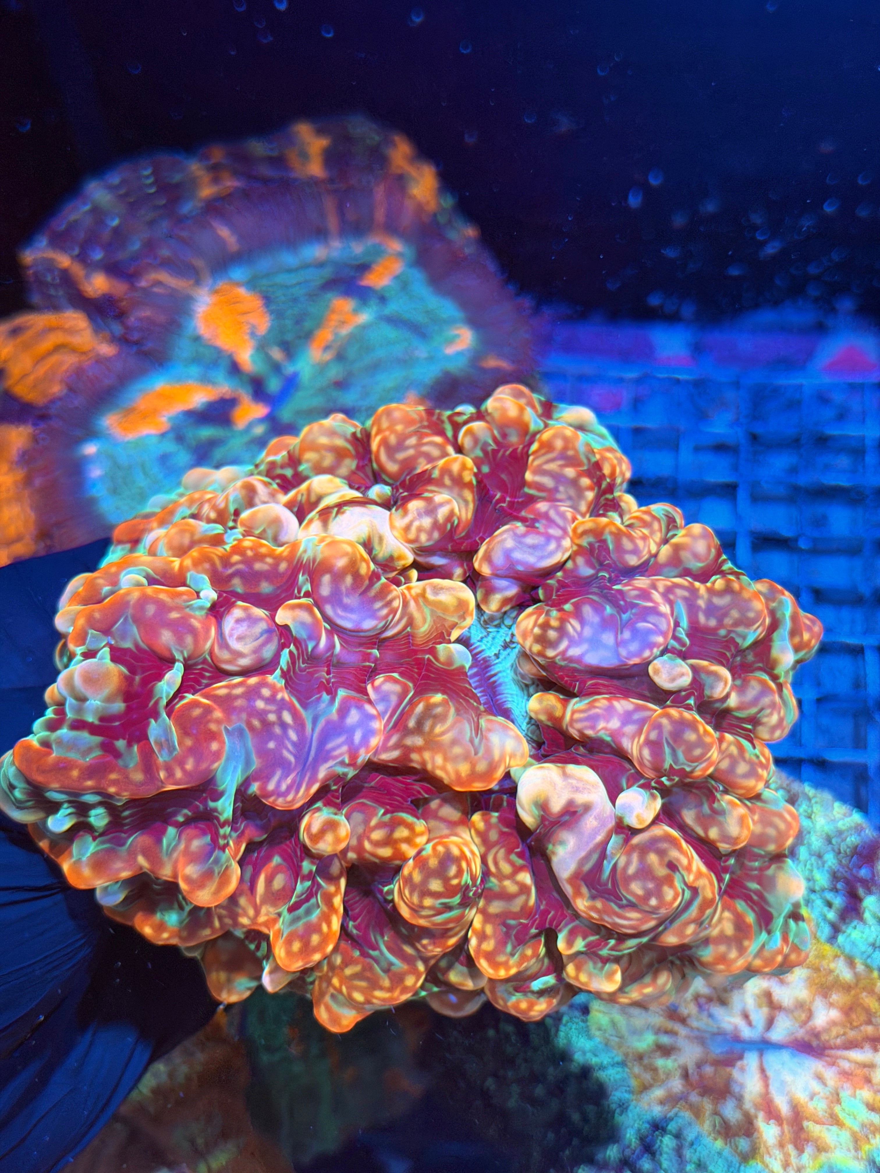 Insane Bouncing Rainbow Indophyllia Meat Coral XXL Show Piece