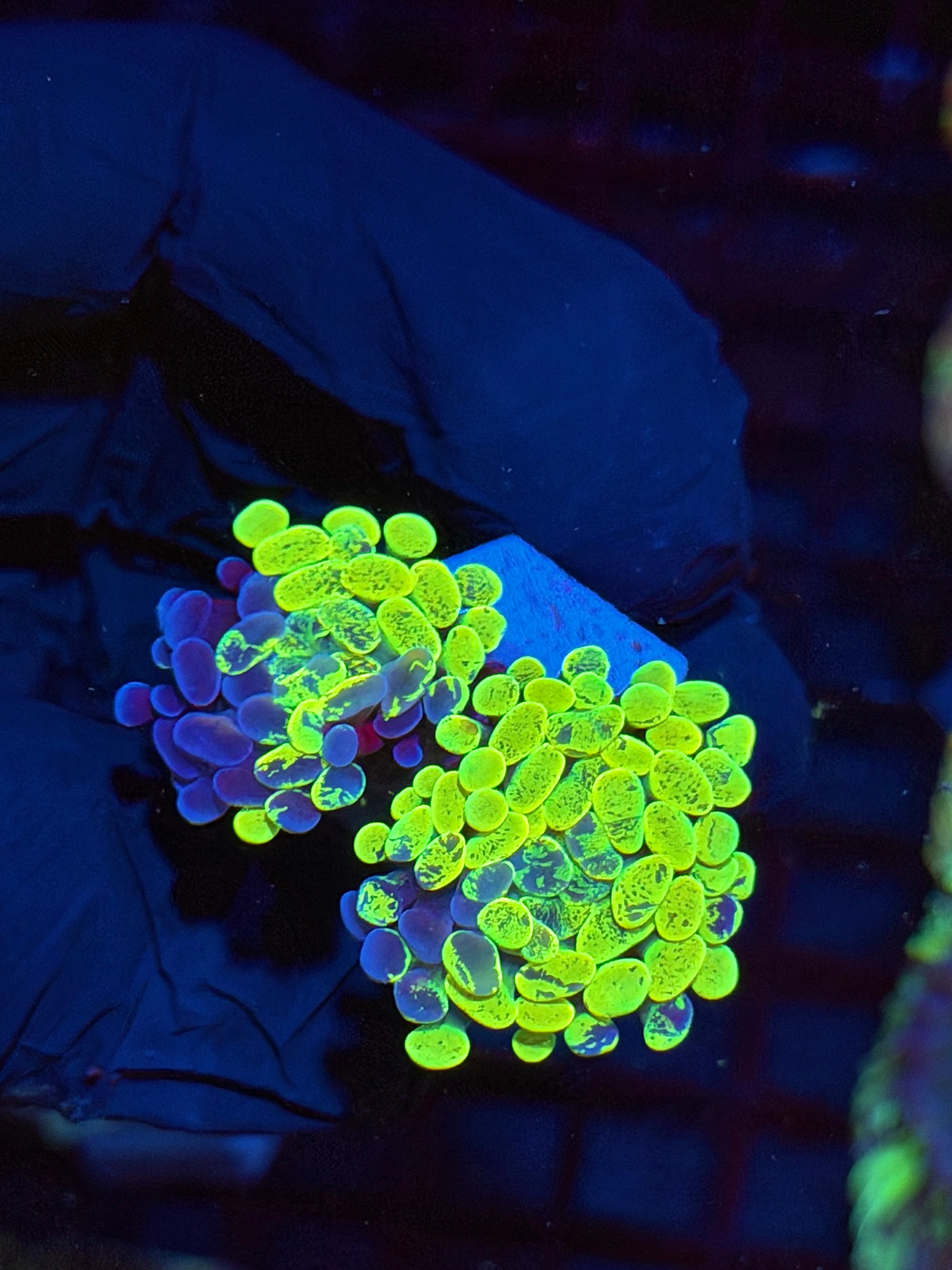 JEA Zeus’ Wrath Hammer Coral 2 Heads Grafted  (Yellow)