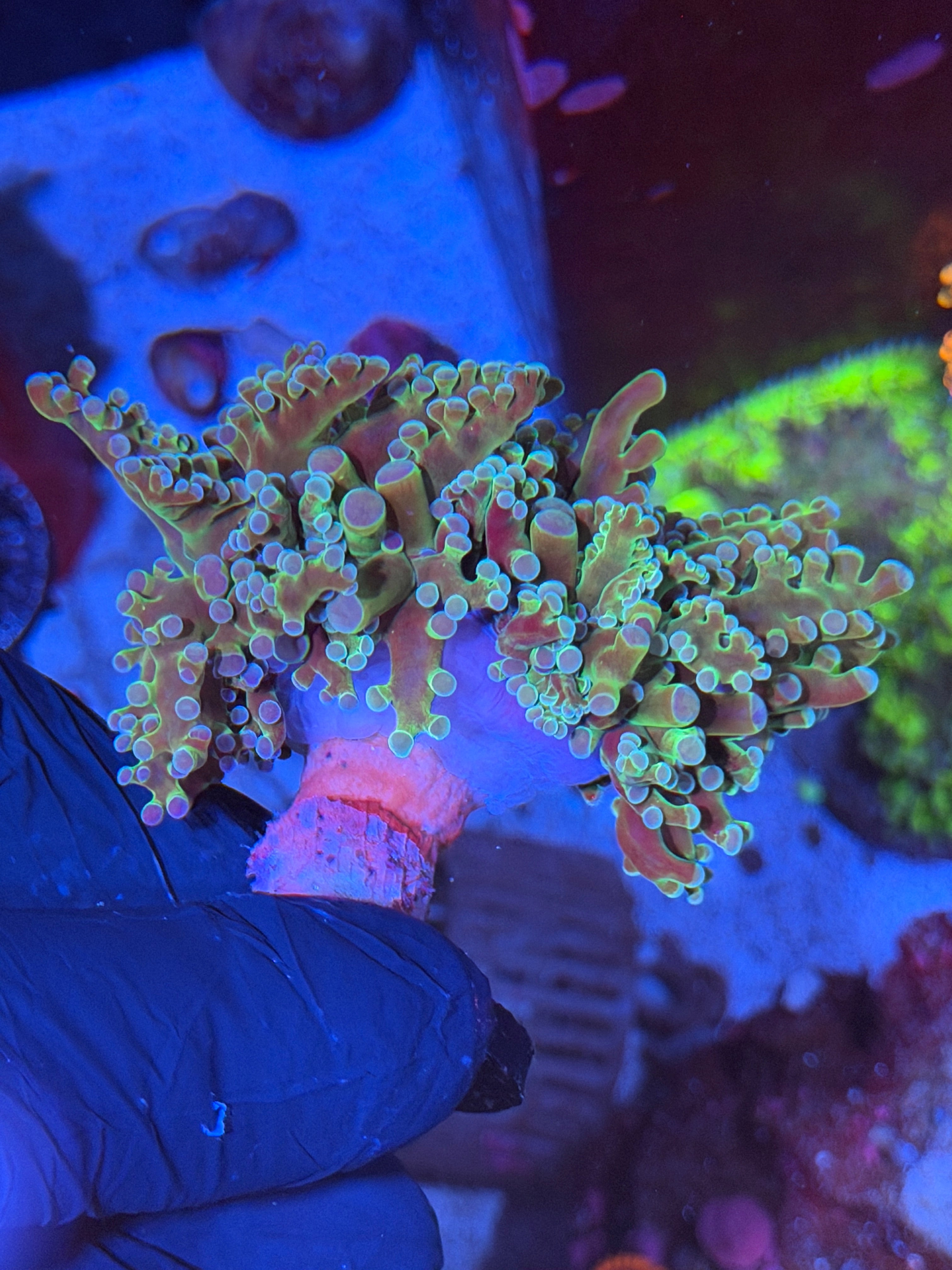 JEA Holy Relic Frogspawn Coral 2 Heads Splitting XXL Show Size
