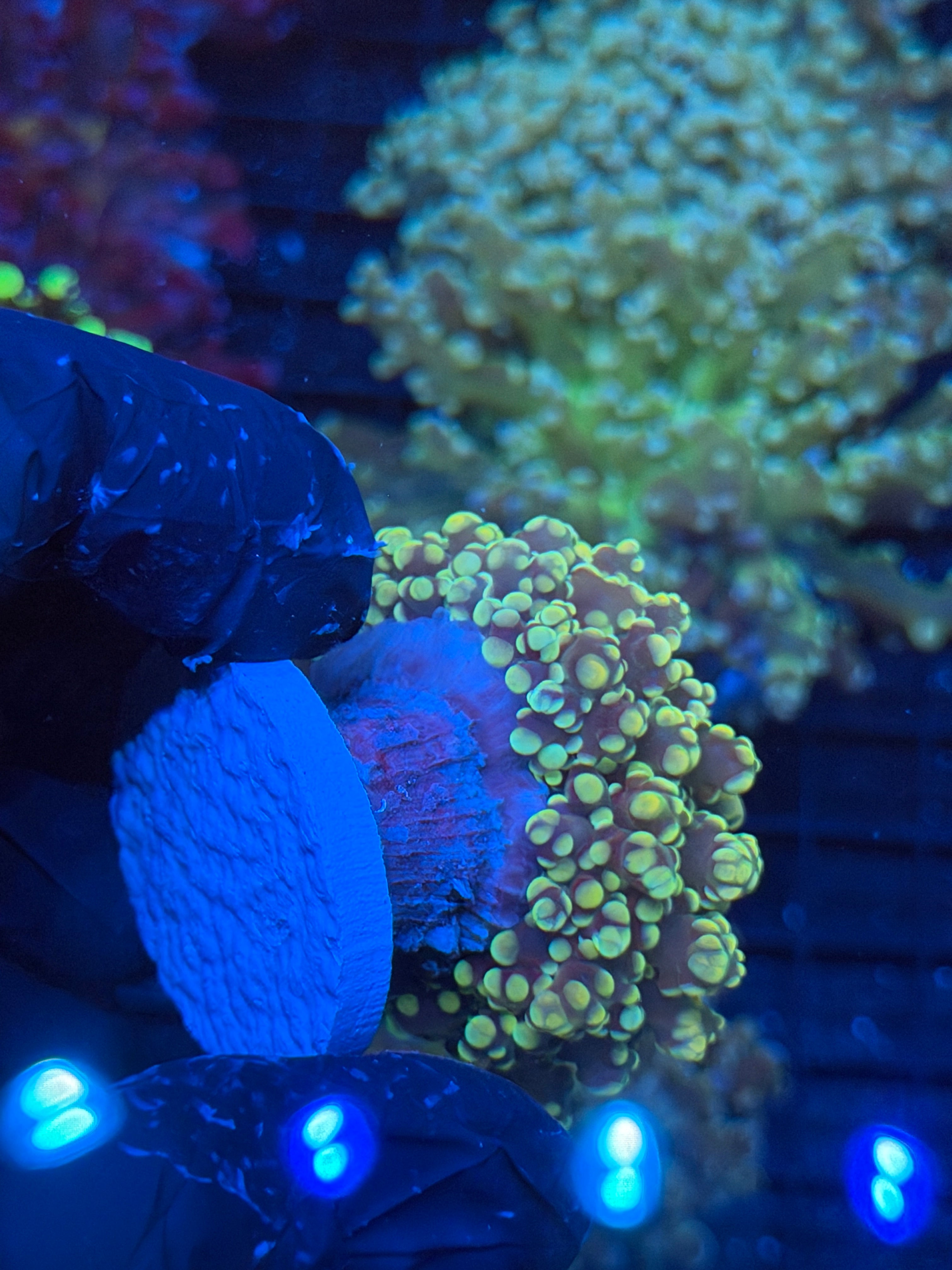 JEA Banana Frogspawn 1 Head XL 9/6