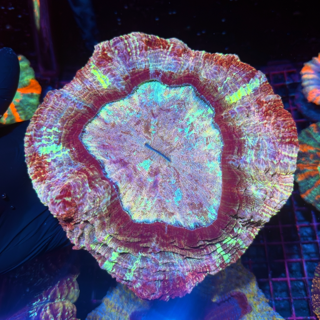 Insane Rainbow Acanthophyllia Meat Coral XL Collectors Piece 9/28