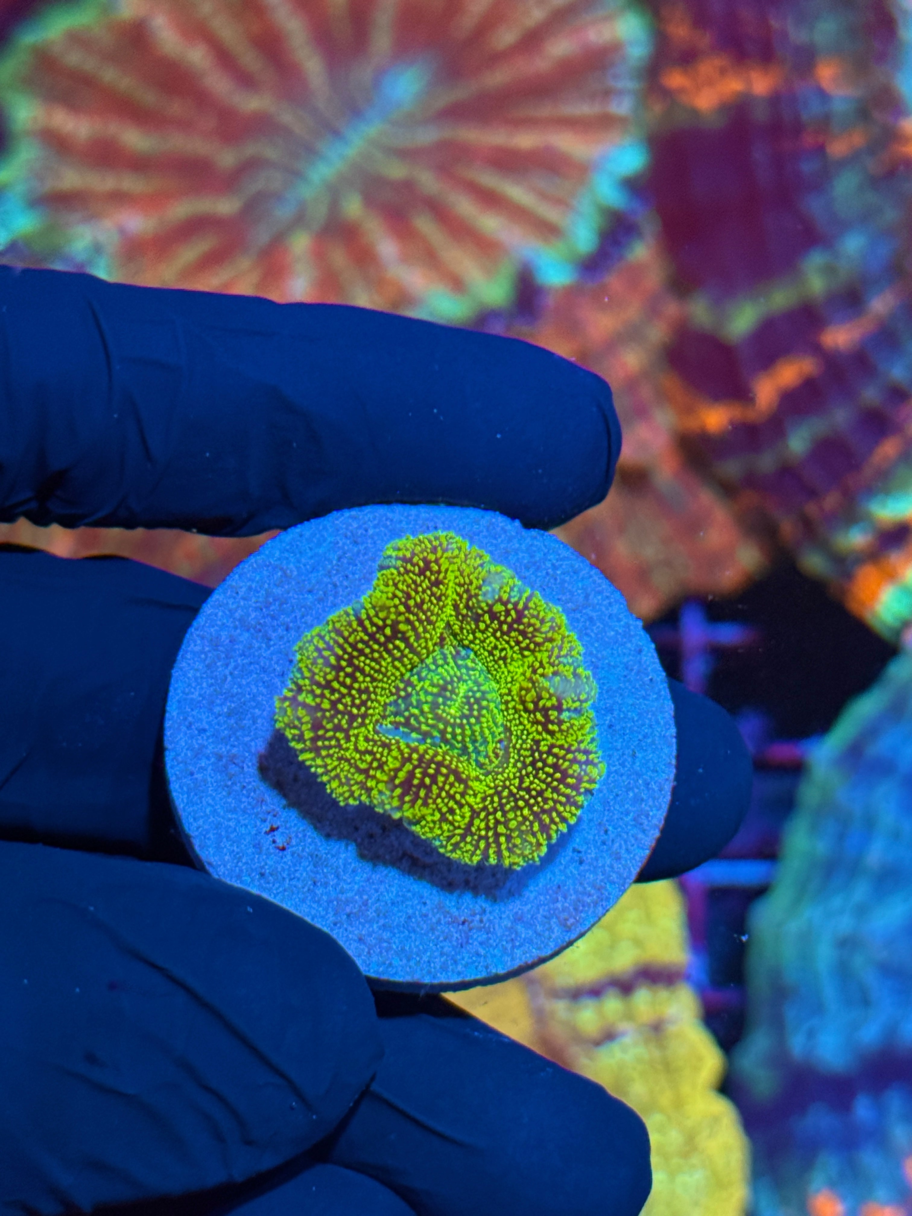 JEA Cosmic Glitter Asian Acans Coral 1 XL Head *INSANE NEW LIMITED RELEASE*