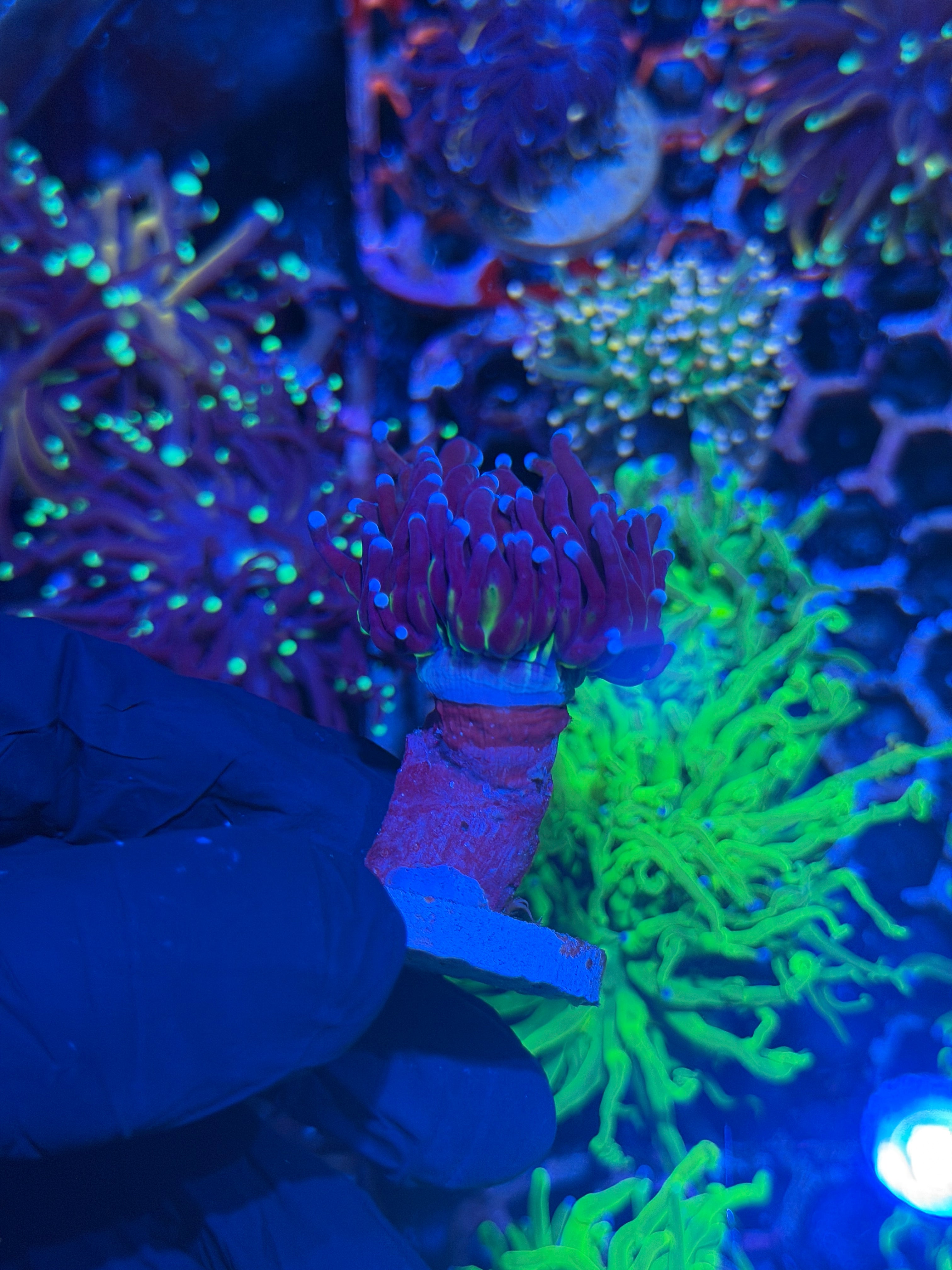 JEA Death Star Grail Torch Coral 1 Head XL 8/1