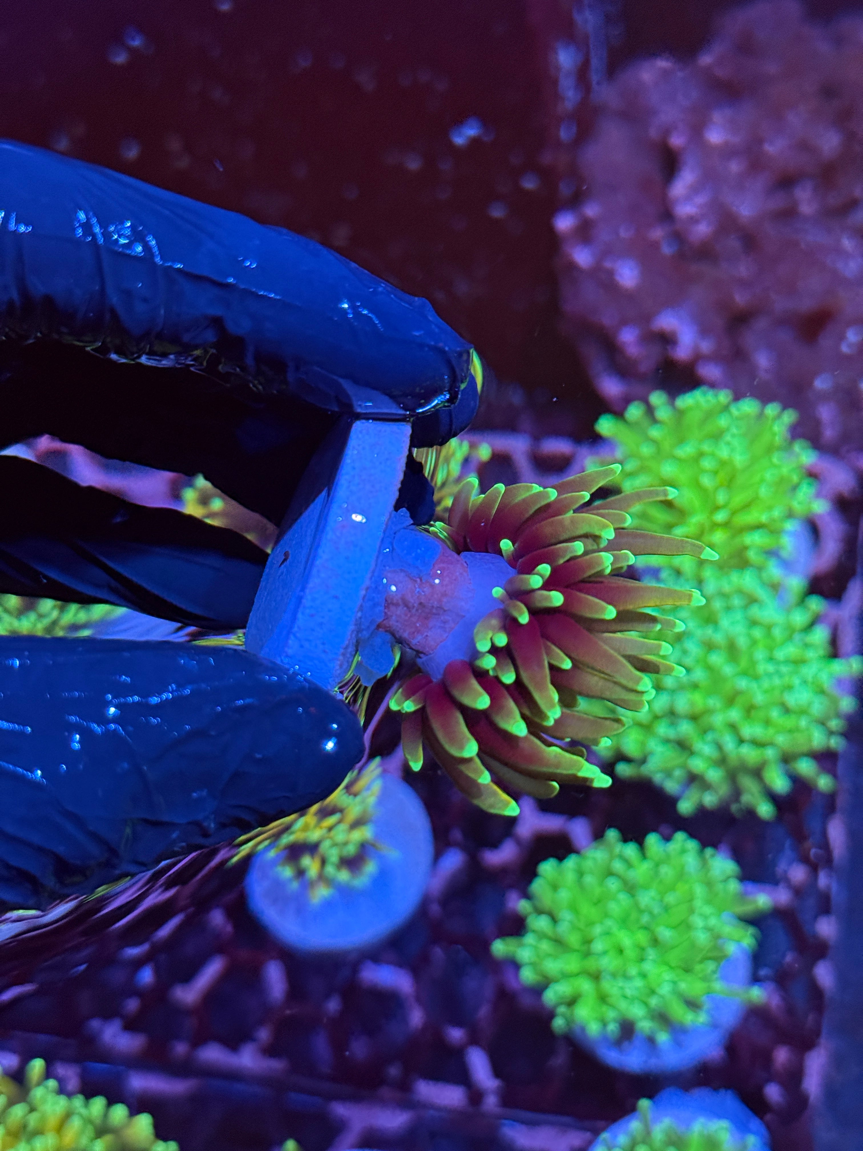 JEA Dragon Fire Torch Coral 1 Head