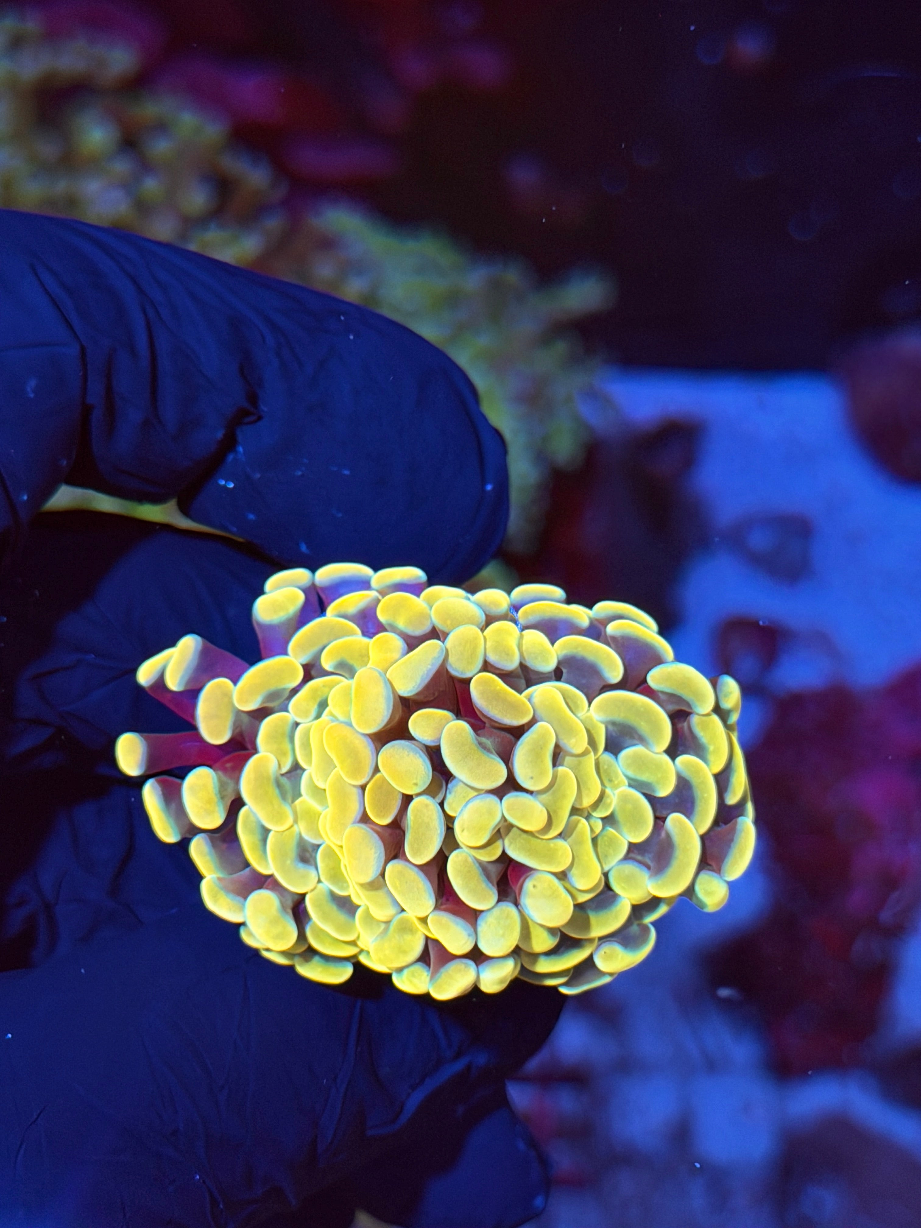 JEA Jellybean Hammer Coral 2 Heads XL