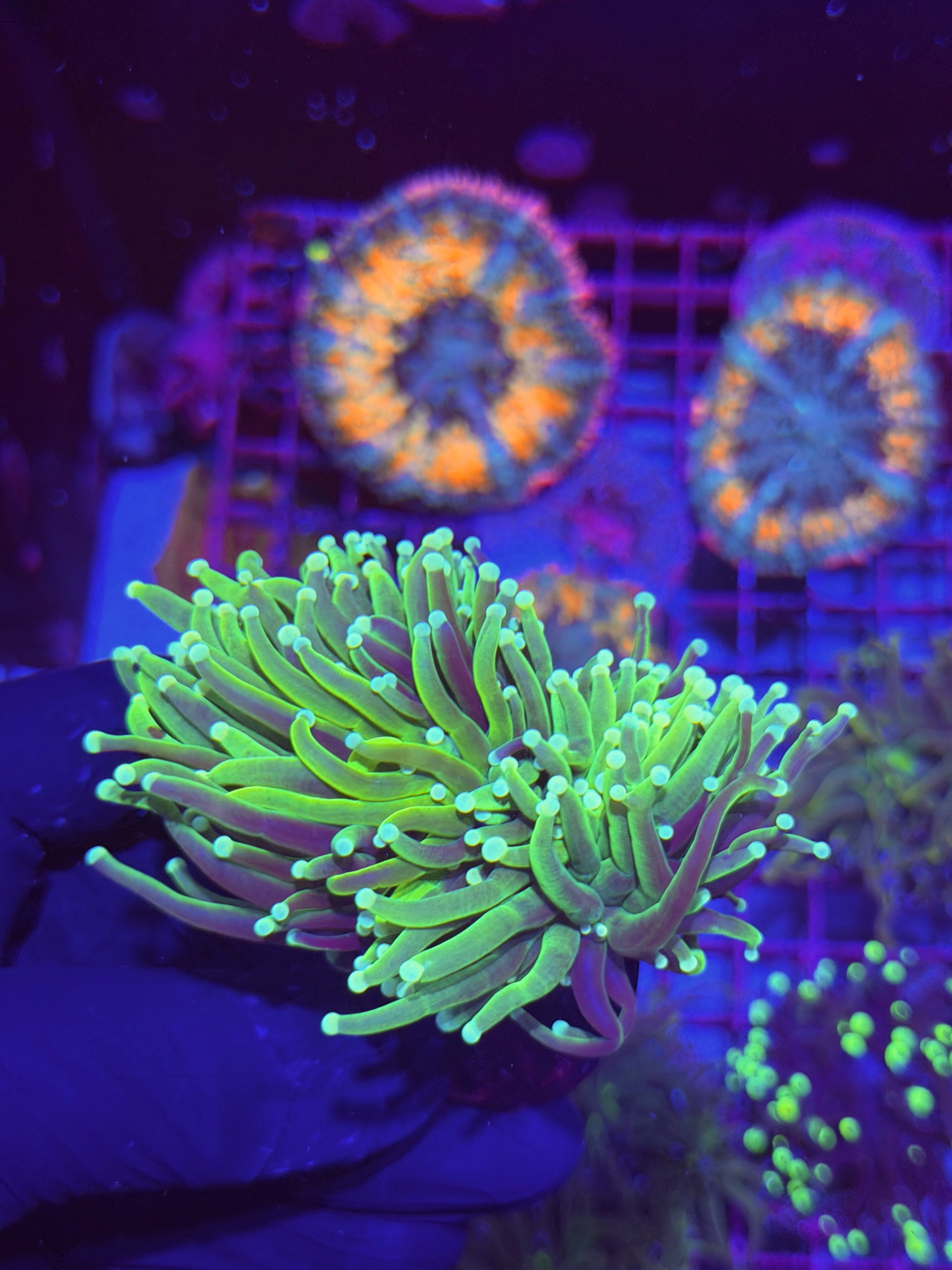 JEA Grafted Avalanche Holy Grail Torch Coral 2 Heads XXL 7/22