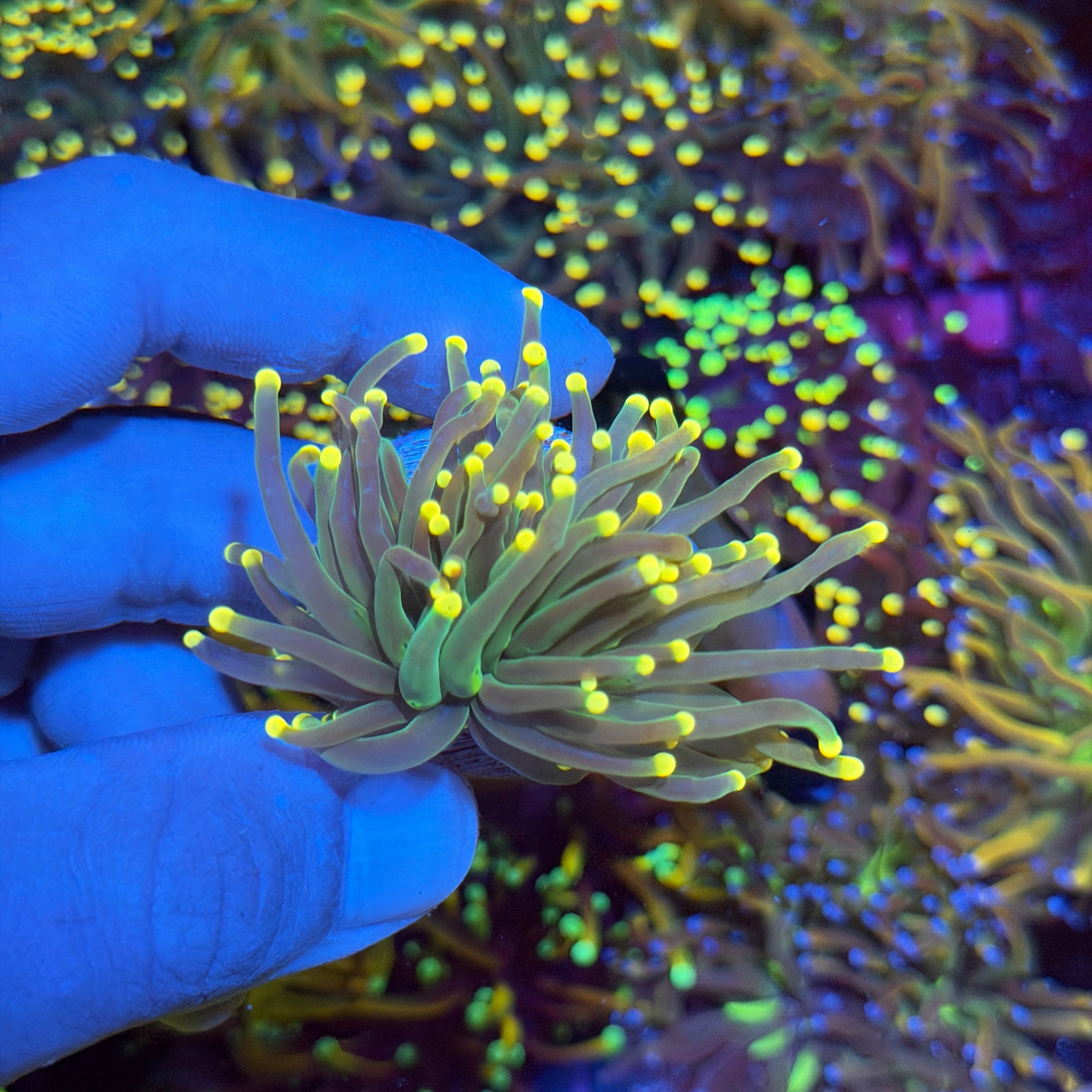 Jay's Exotic Corals