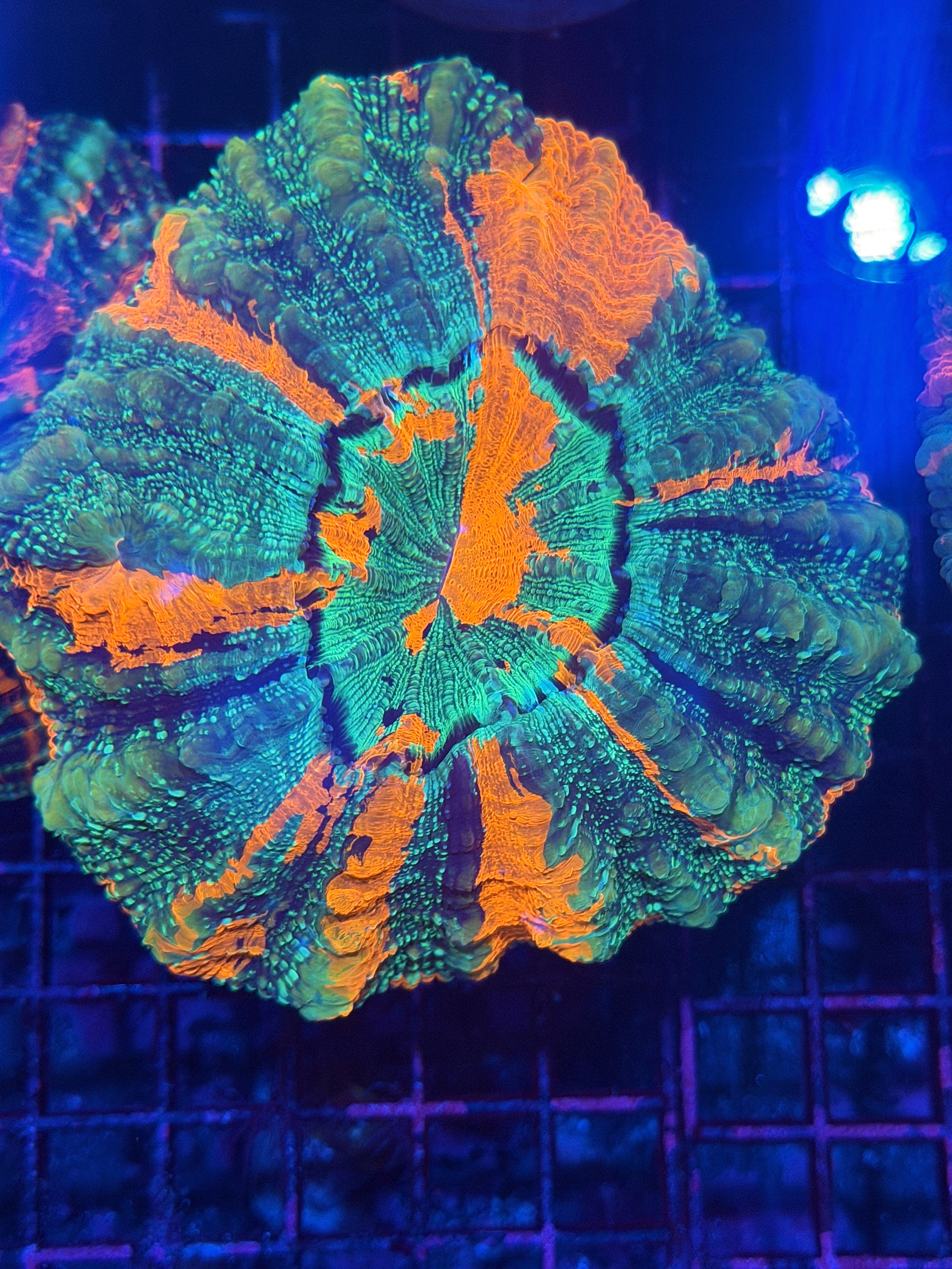 Striped Multi Color Glitter Acanthophyllia Meat Coral 11/28