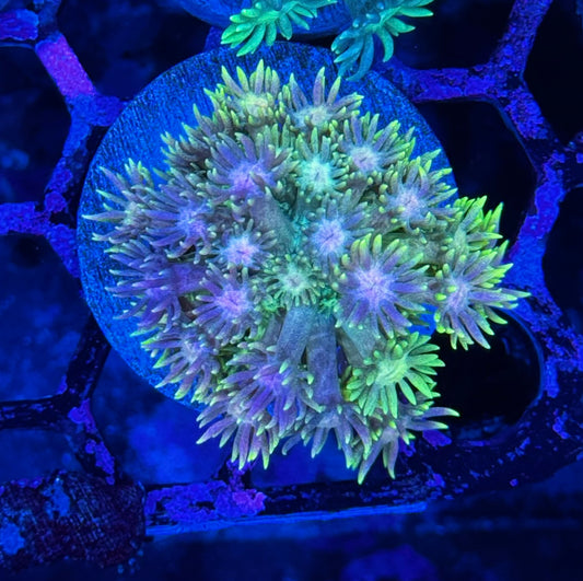 JEA Rainbow Unicorn Goniopora coral