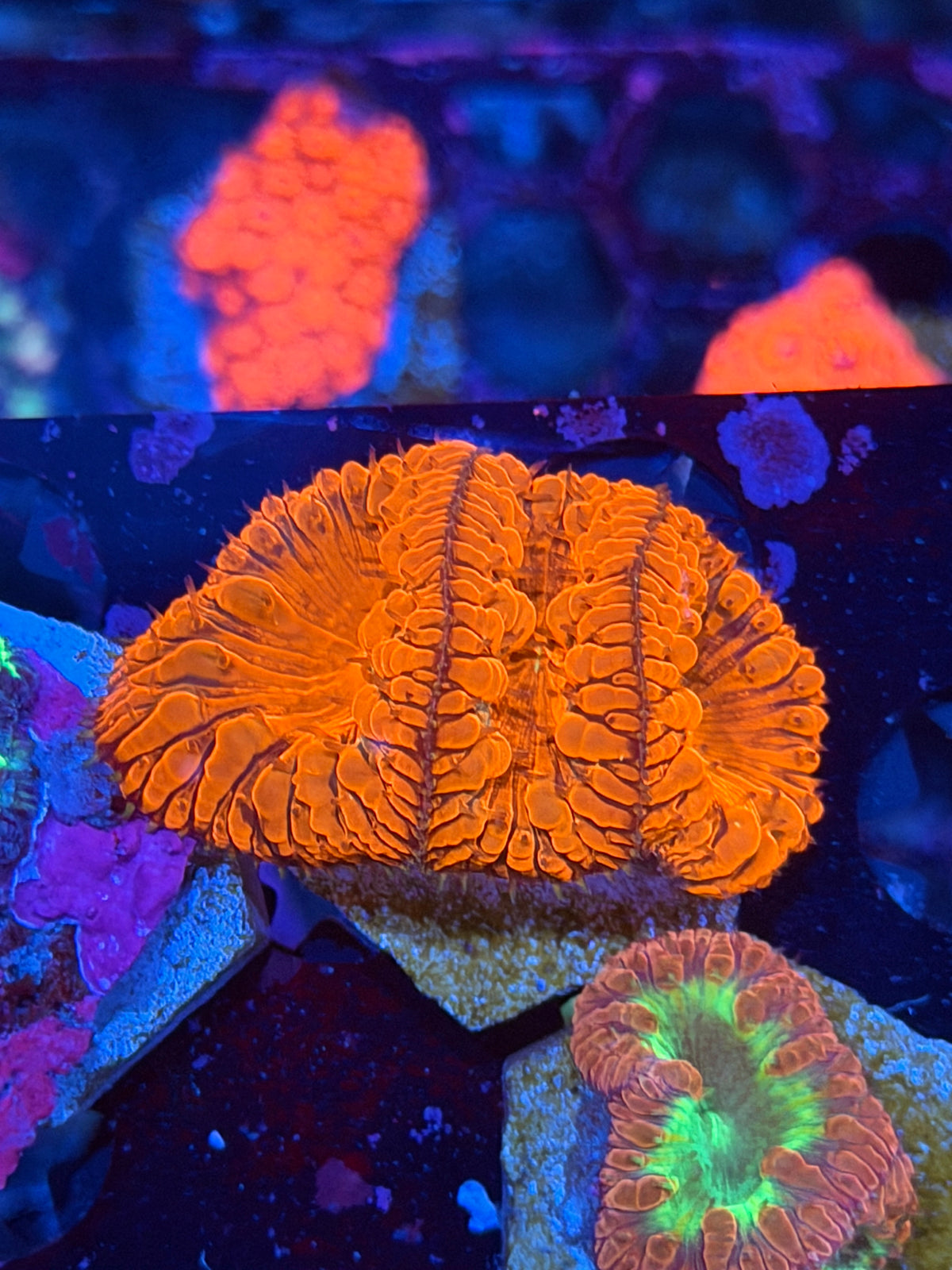 JEA Bloodbath Blastomussa Coral 3 Heads