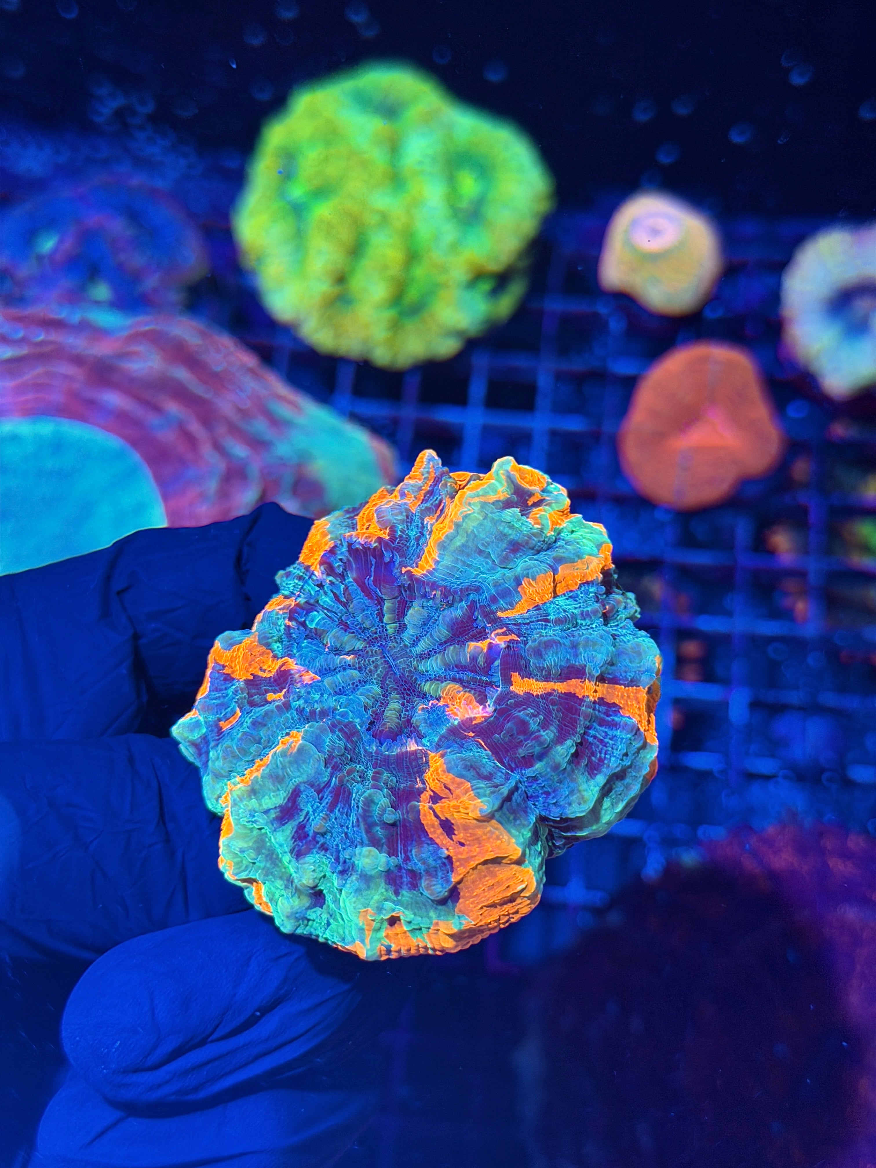 Striped Acanthophyllia Meat Coral