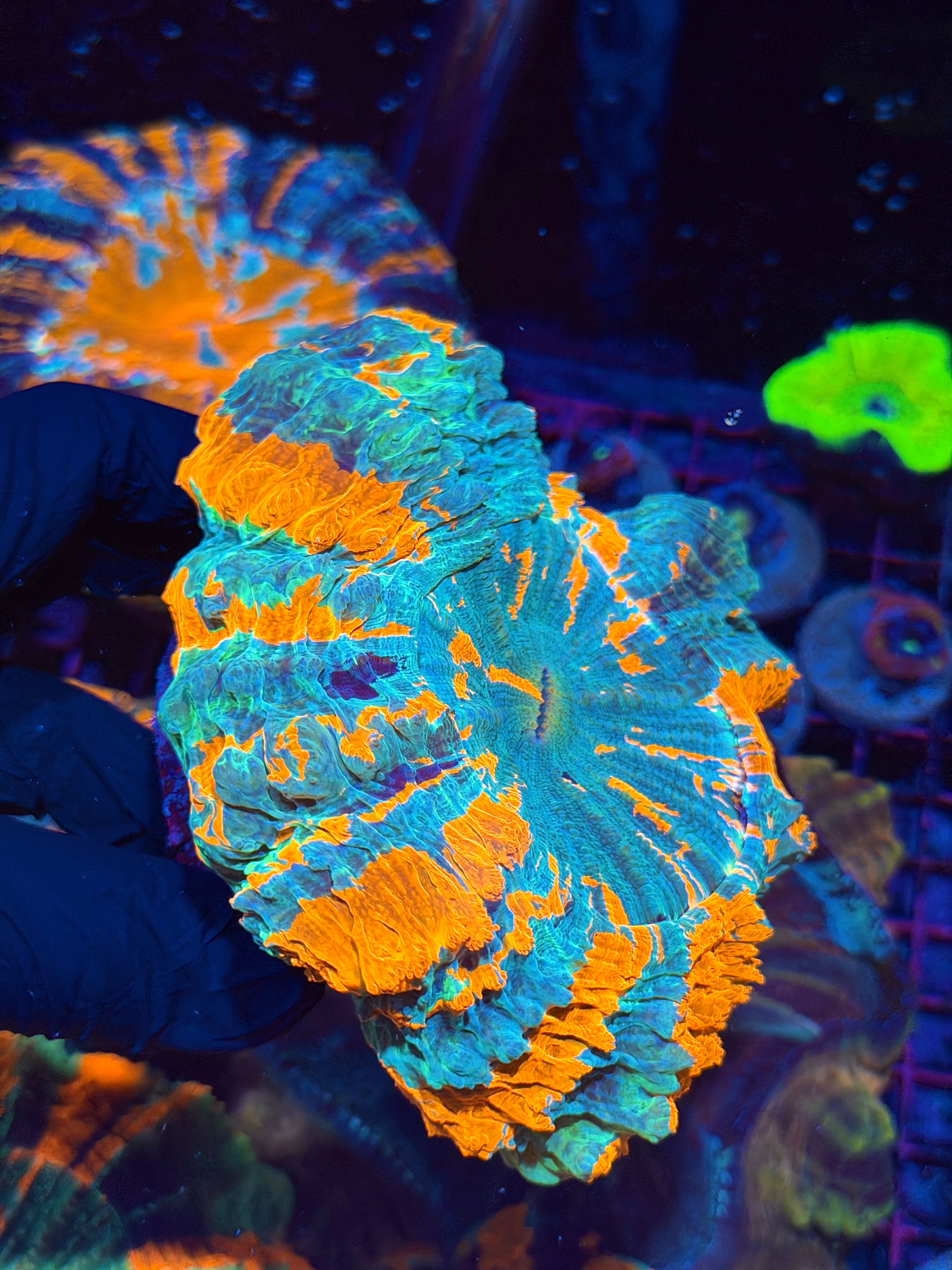 Bright Rainbow Acanthophyllia Meat Coral XL 8/28