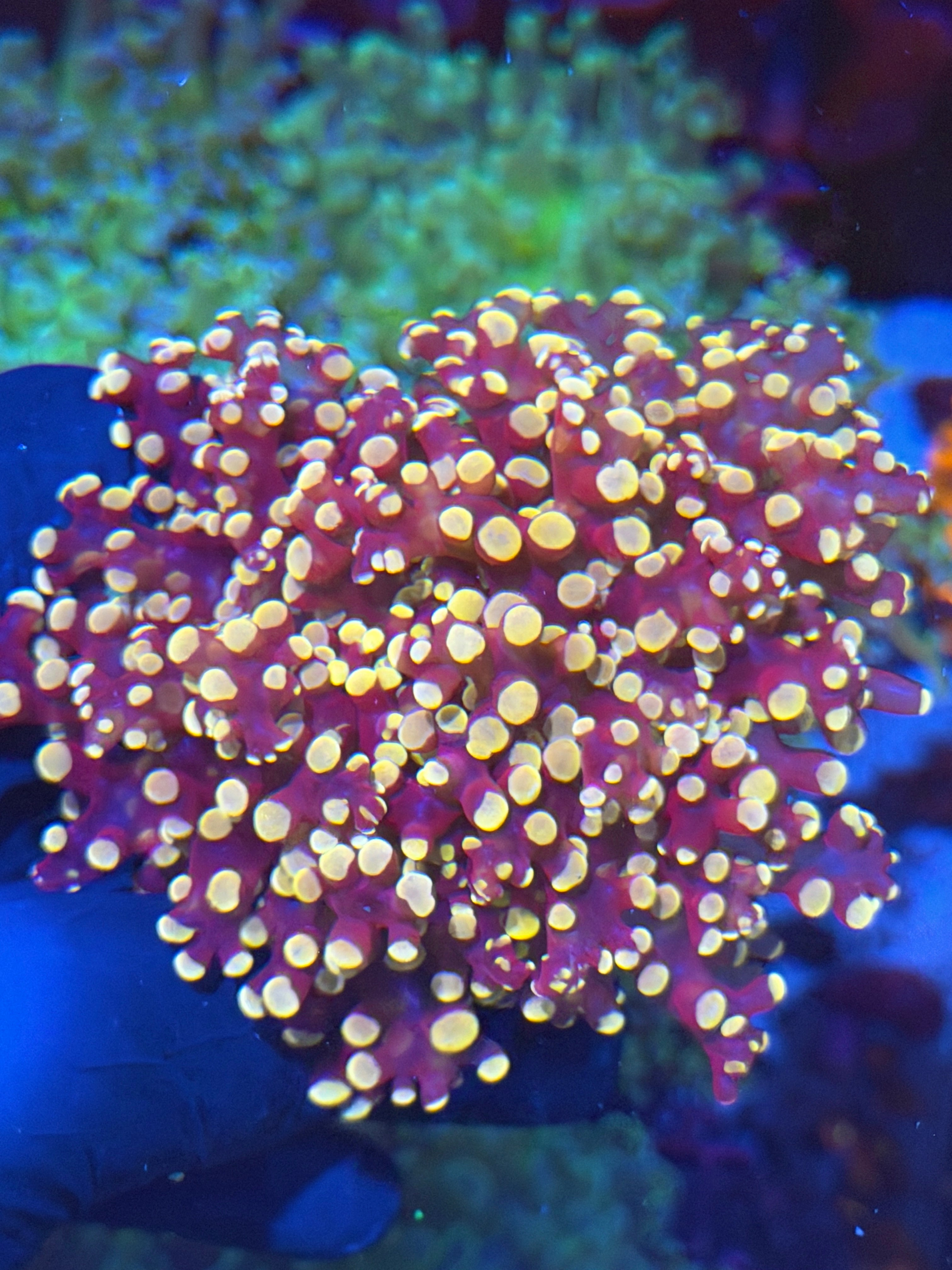 JEA Princess Peaxh Frogspawn Splitting 2 Heads XL 7/15