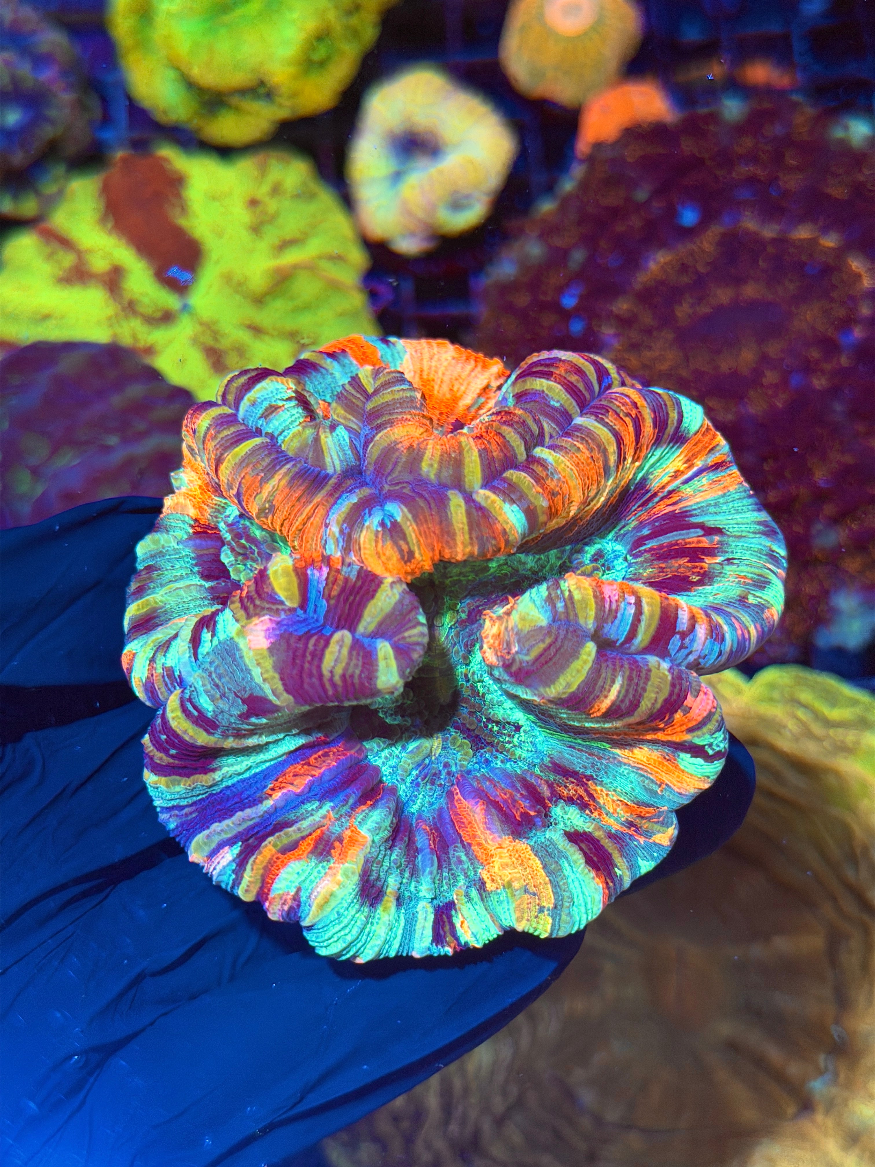 Rare Double Headed Rainbow Trachyphyllia Meat Coral XL One of a kind Show Piece