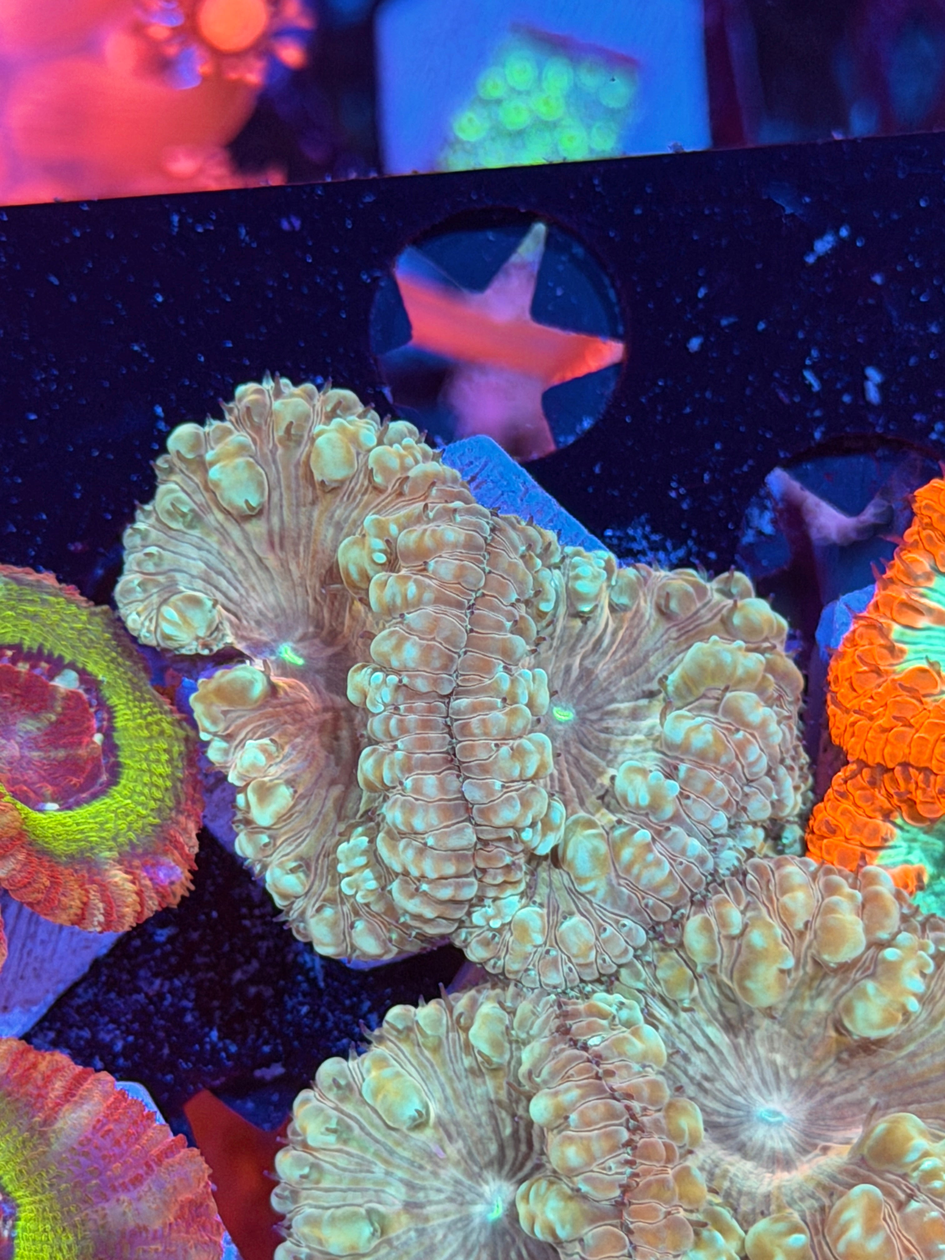 JEA Circus Animal Blastomussa Coral 2 Heads *New Release*