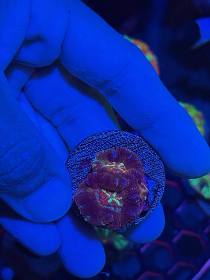 Jay's Exotic Coral Auctions