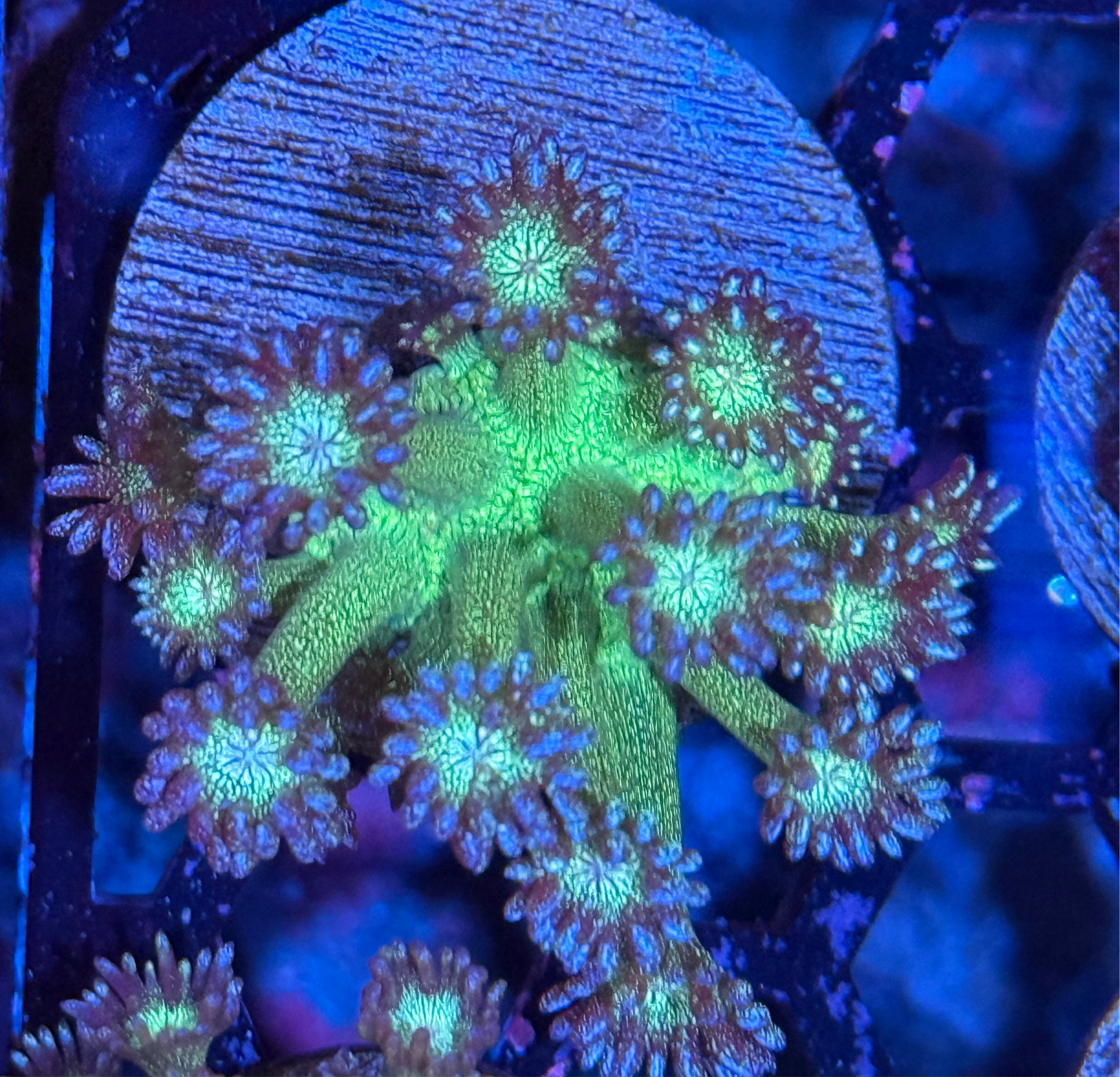 JEA Glitter Bomb Goniopora Coral