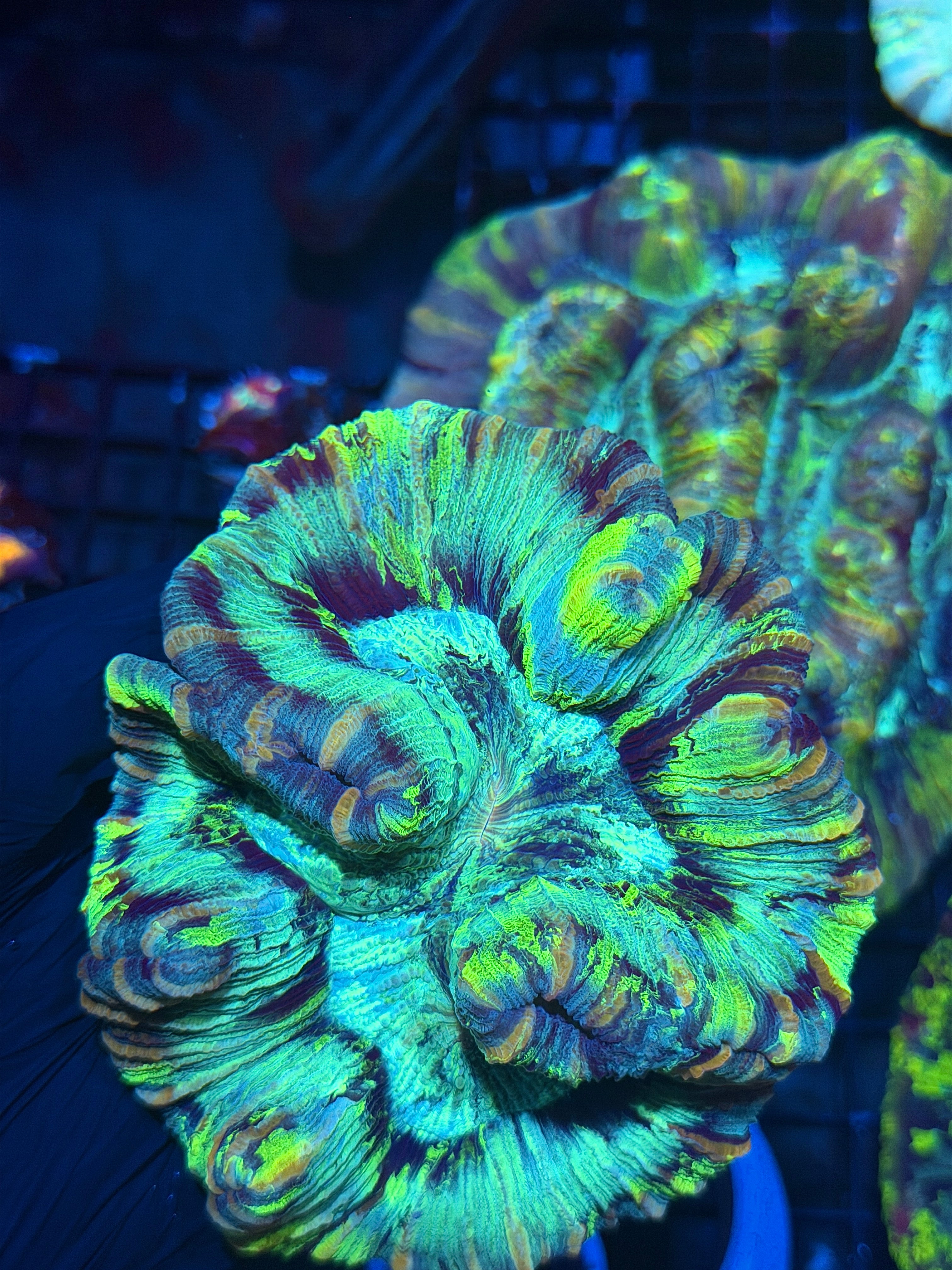 Unique Trachyphyllia Meat Coral XL Collectors Piece
