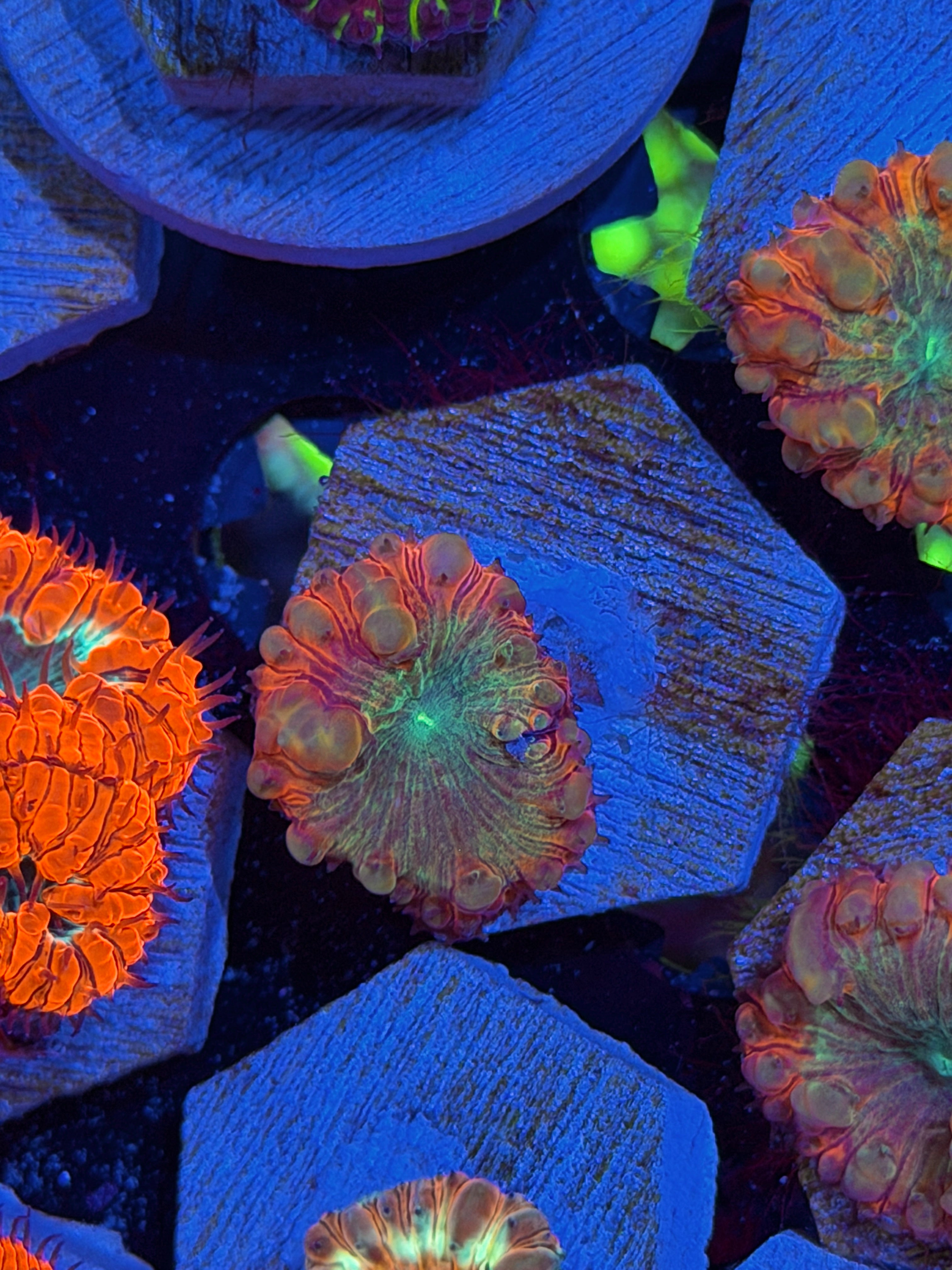 JEA Rainbow Swirl Blastomussa Coral 1 Head *New Release*