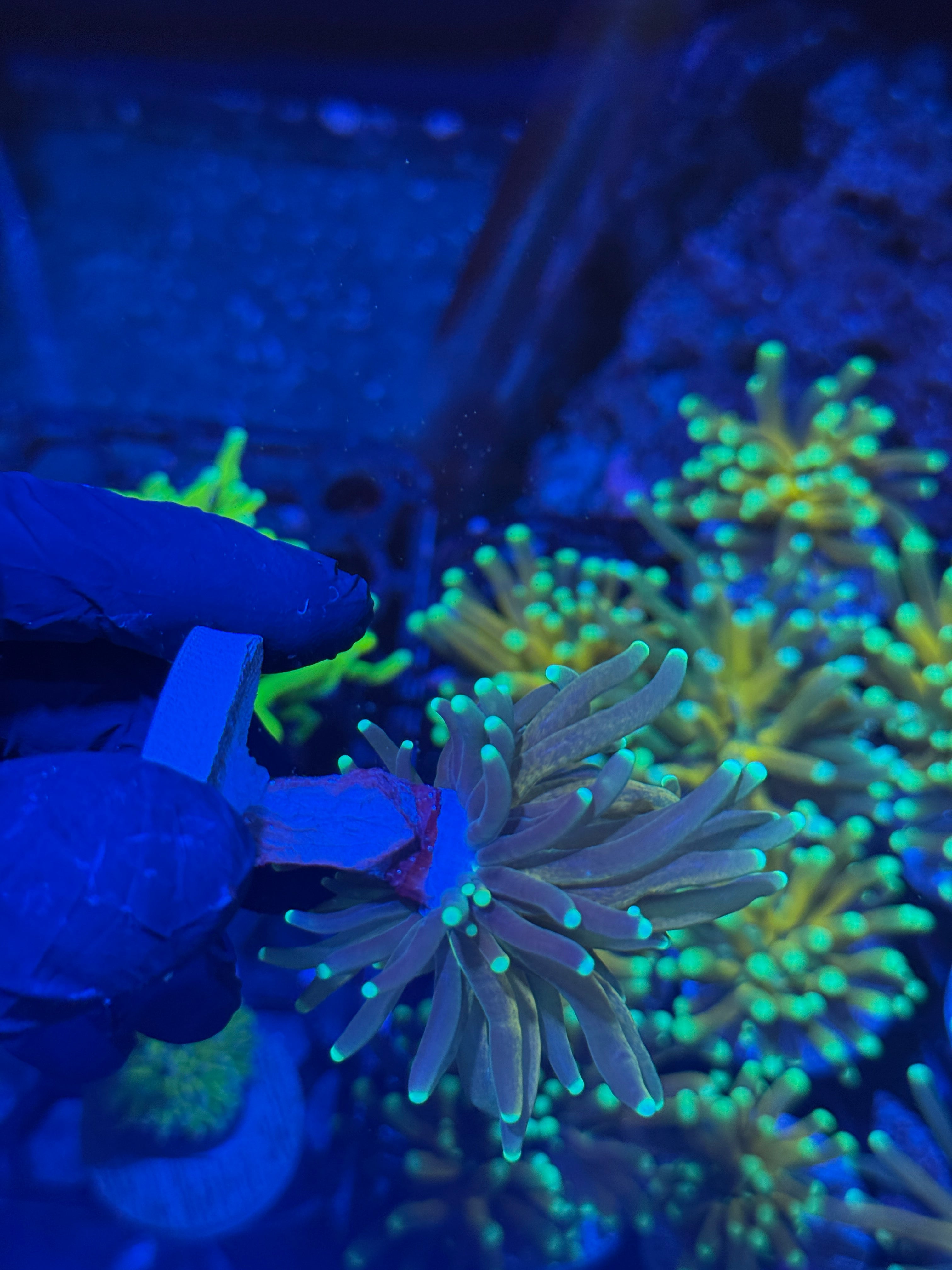 JEA Branching Tiger Torch Coral 1 Head