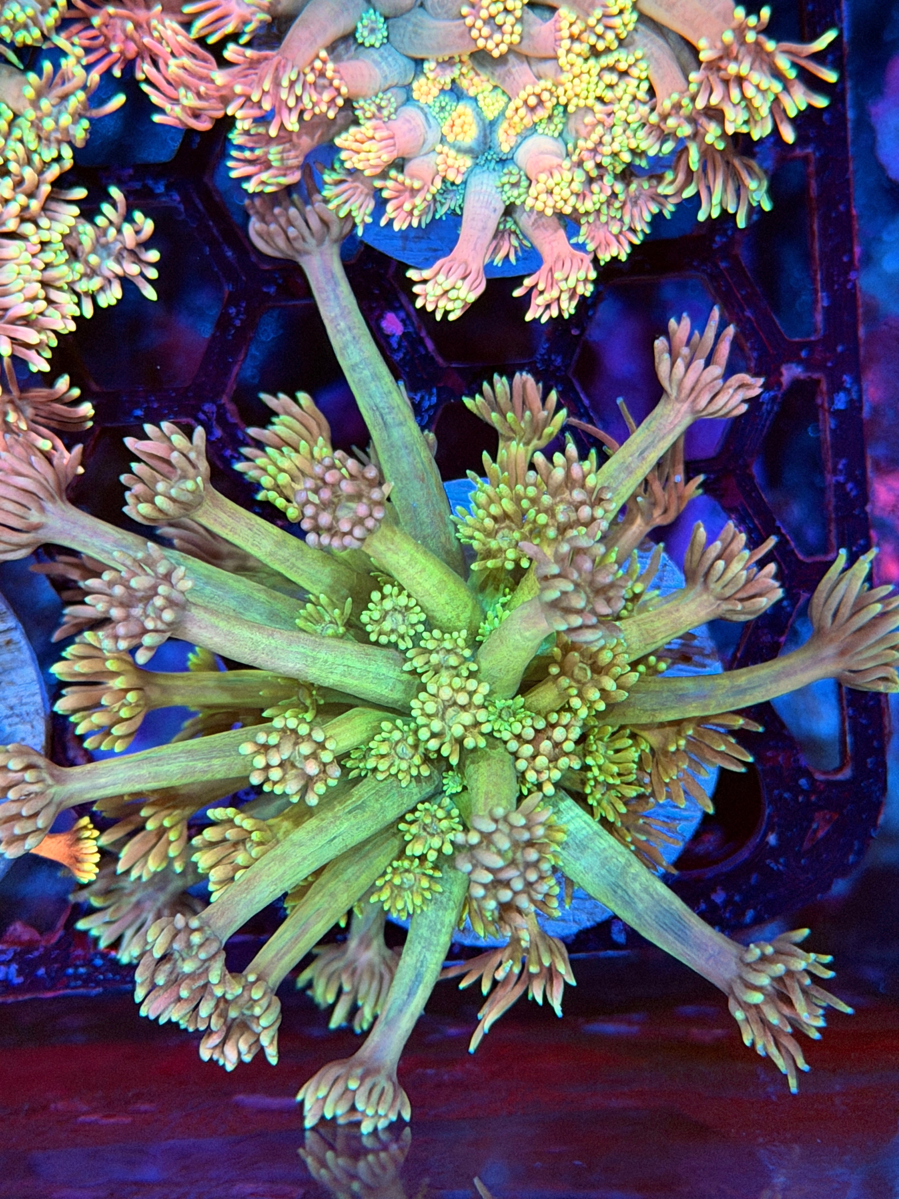 JEA Celestial Moon Goniopora Coral XL Frag 2/25